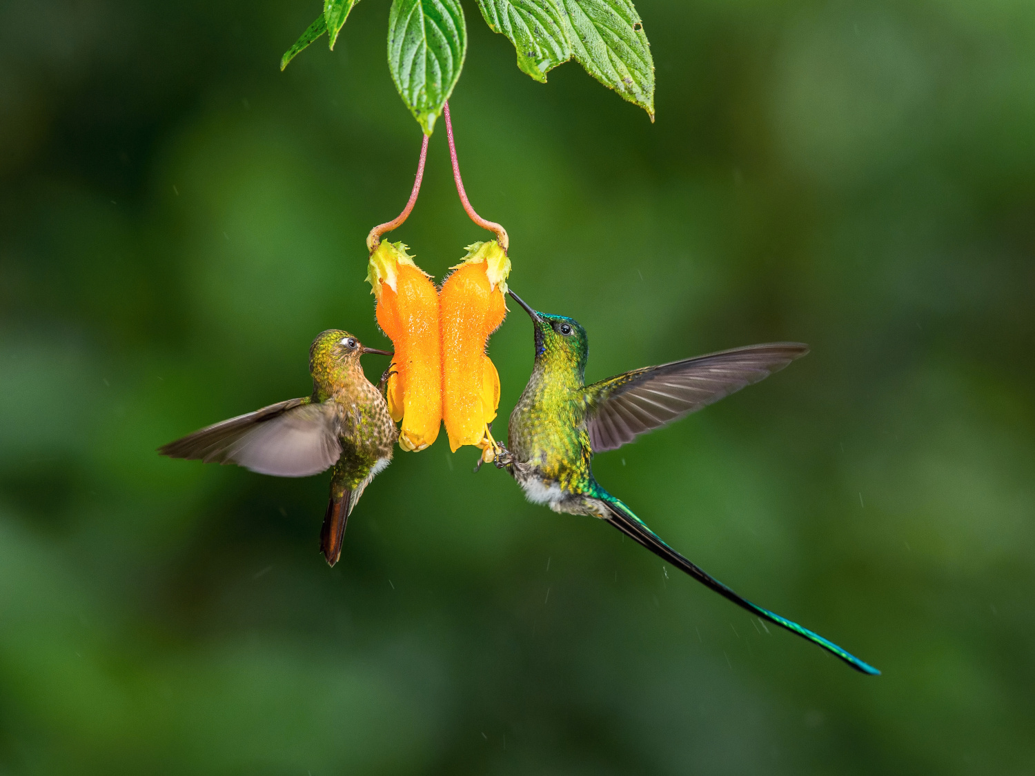 kolibřík Kingův (Aglaiocercus kingi) Long-tailed sylph