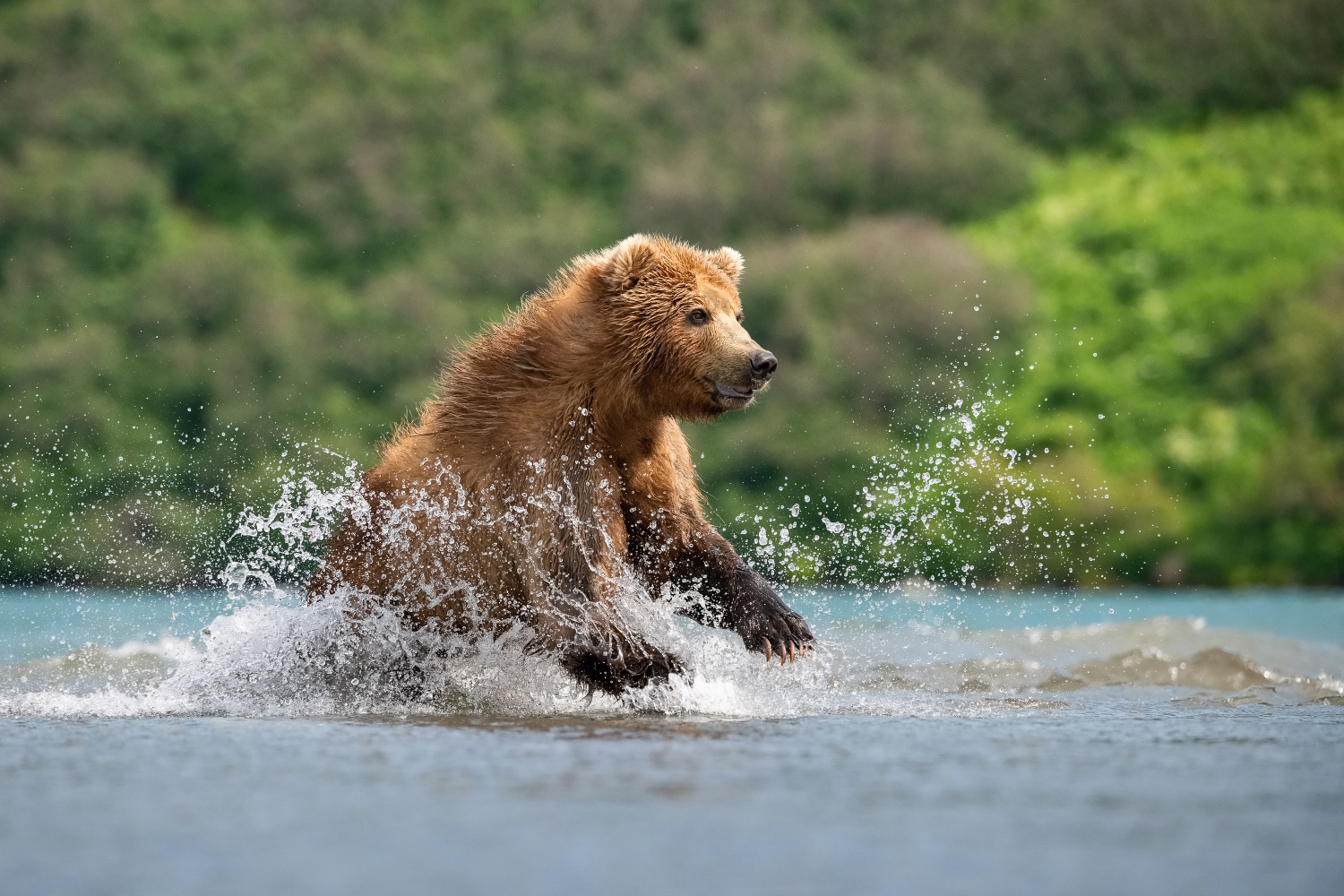 medvěd hnědý kamčatský (Ursus arctos beringianus) Kamchatka brown bear