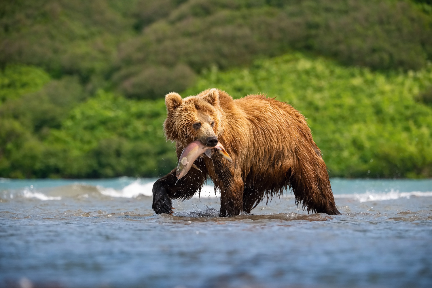 medvěd hnědý kamčatský (Ursus arctos beringianus) Kamchatka brown bear