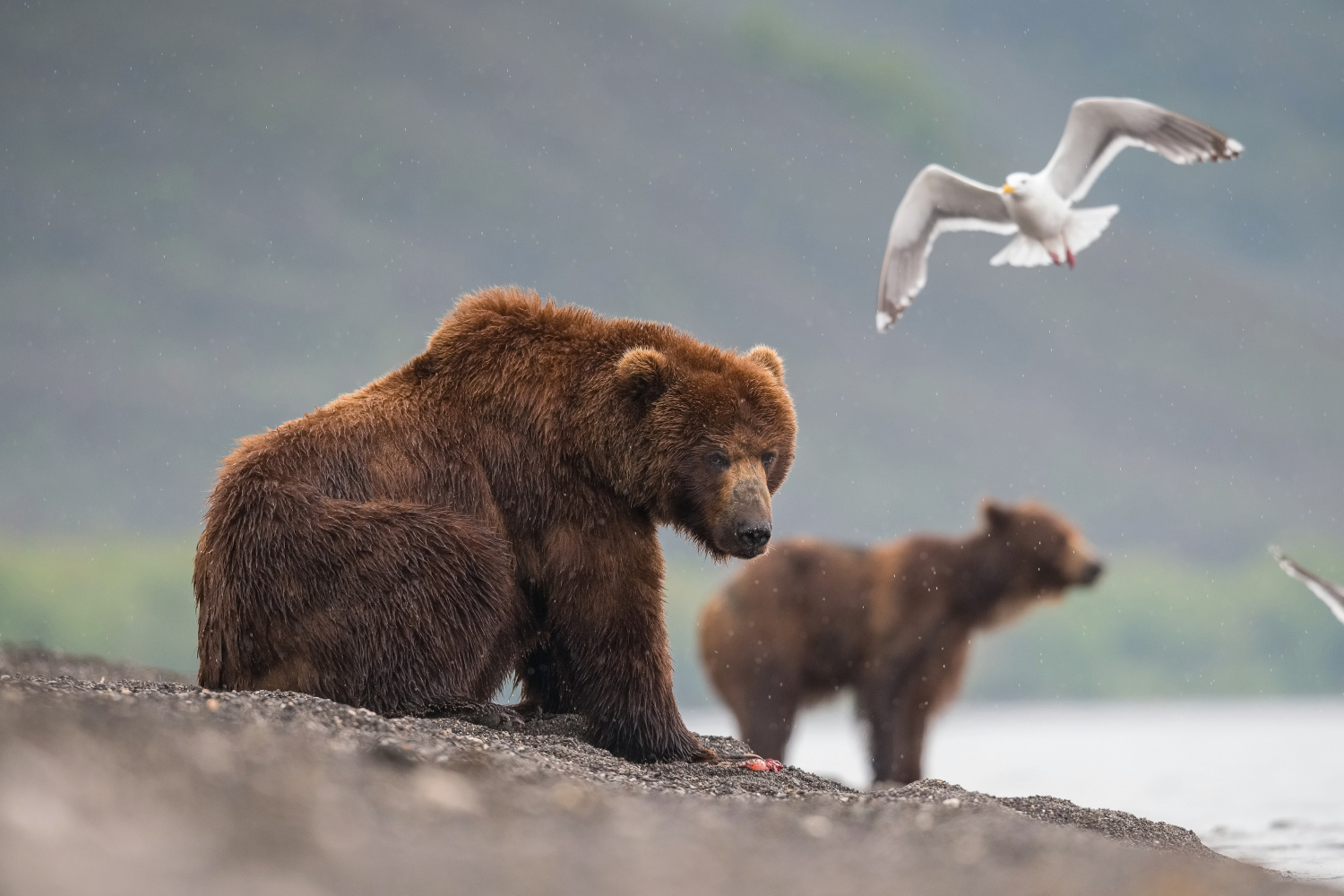 medvěd hnědý kamčatský (Ursus arctos beringianus) Kamchatka brown bear