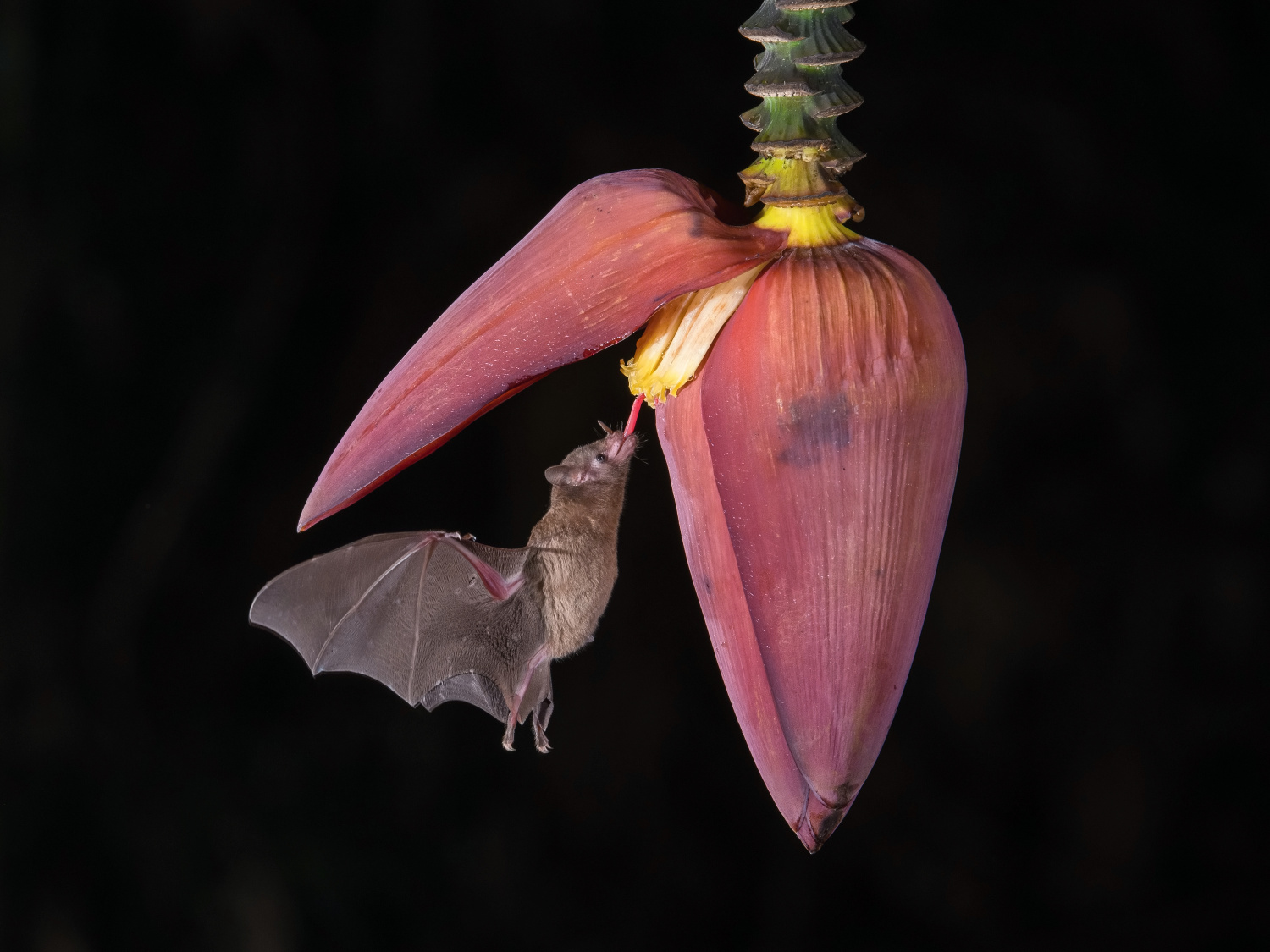 listonos citrusový (Lonchophylla robusta) Orange nectar bat