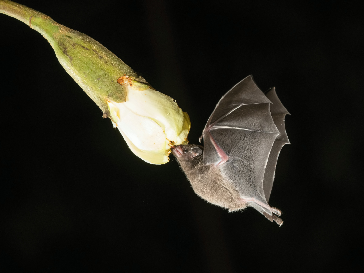 vampír dlohojazyčný (Glossophaga soricina) Pallas´s long-tongued bat