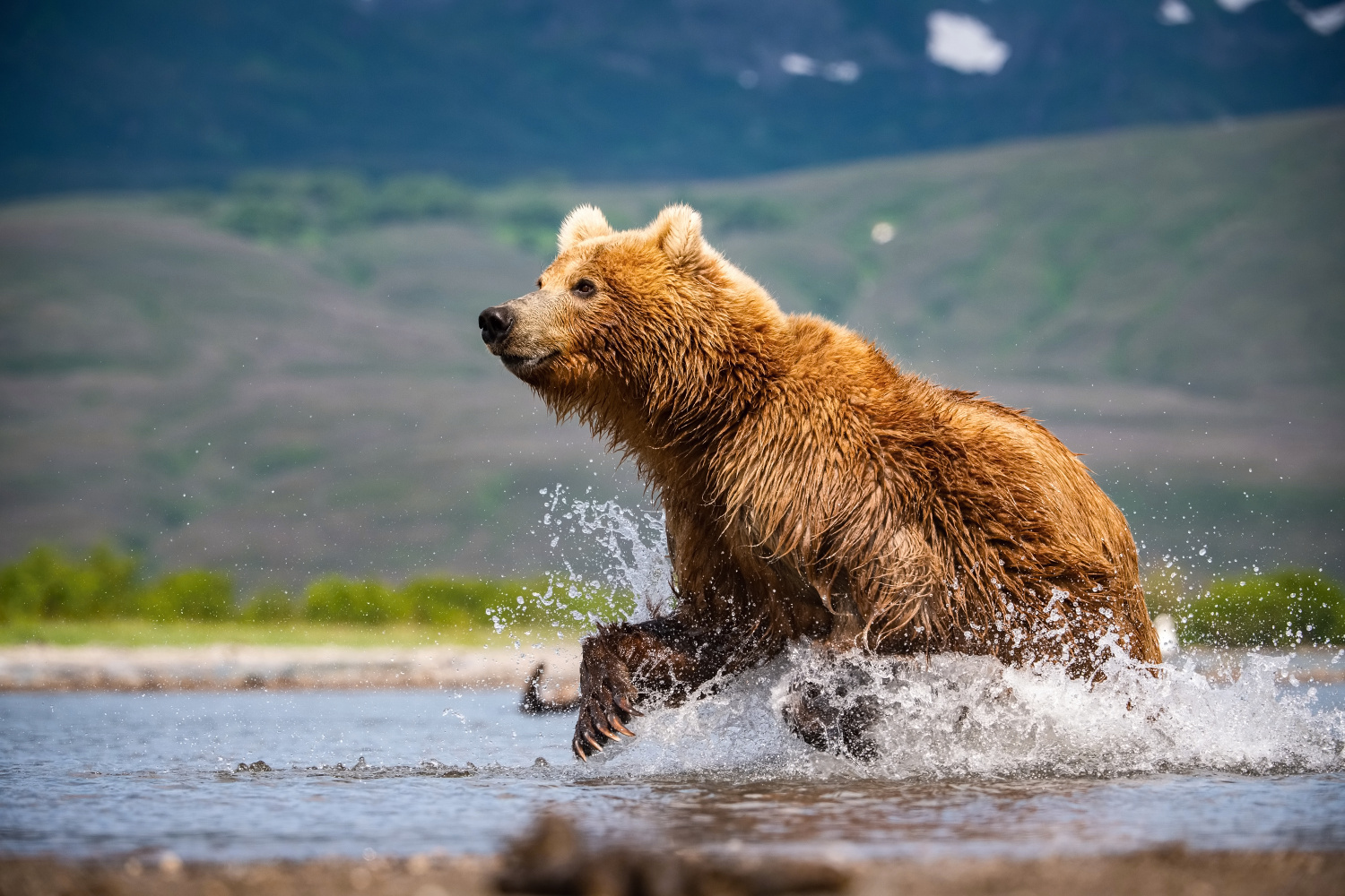 medvěd hnědý kamčatský (Ursus arctos beringianus) Kamchatka brown bear