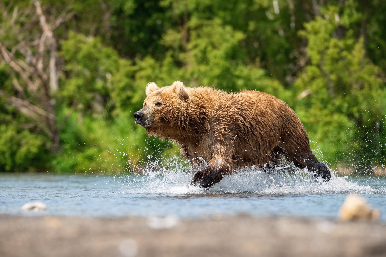 medvěd hnědý kamčatský (Ursus arctos beringianus) Kamchatka brown bear