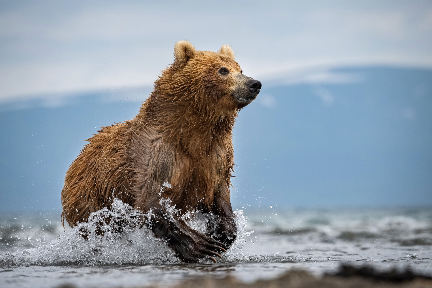 medvěd hnědý kamčatský (Ursus arctos beringianus) Kamchatka brown bear