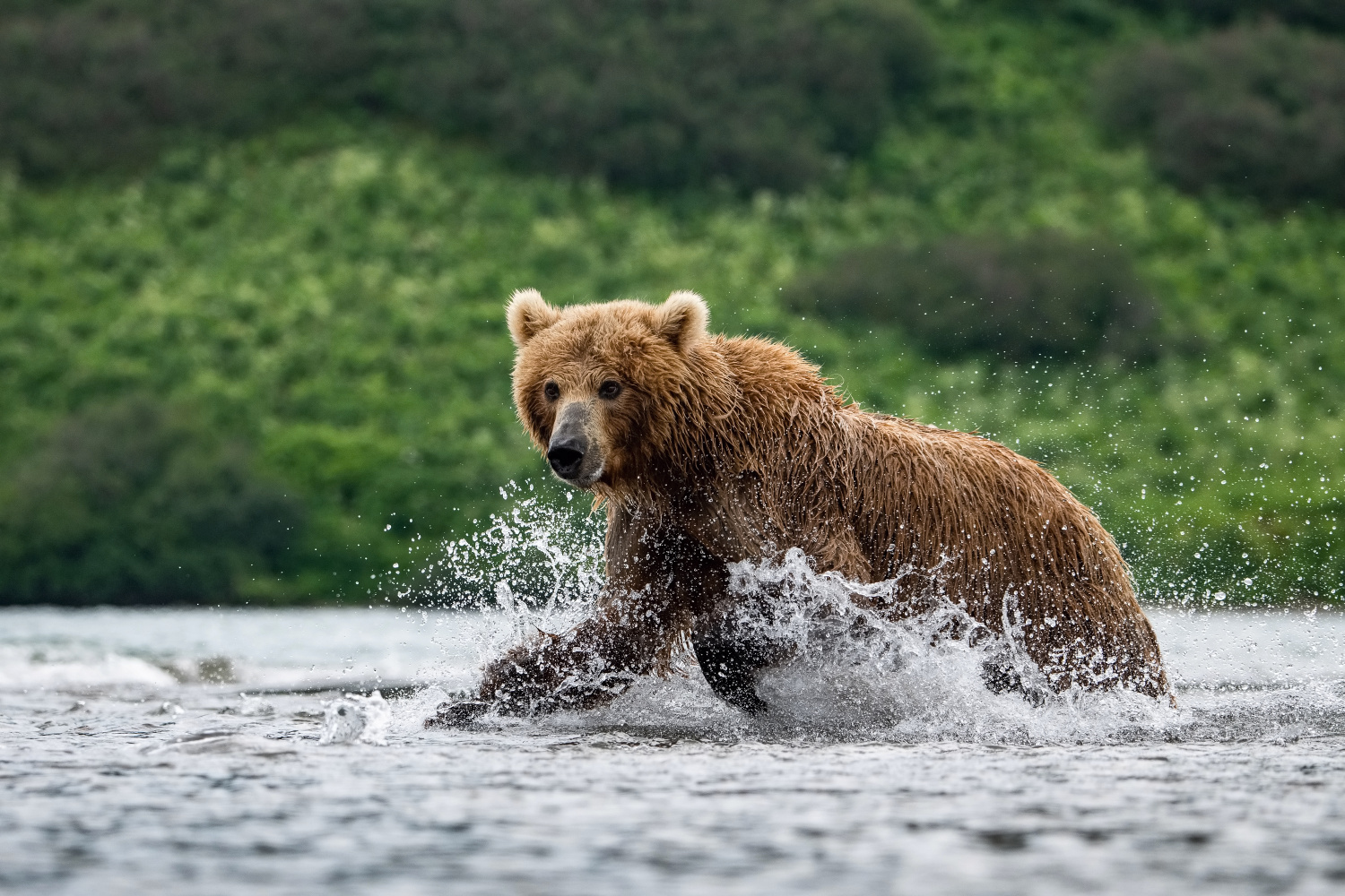 medvěd hnědý kamčatský (Ursus arctos beringianus) Kamchatka brown bear