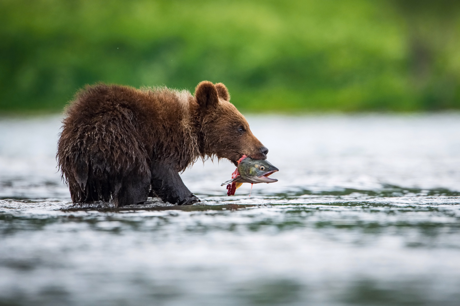 medvěd hnědý kamčatský (Ursus arctos beringianus) Kamchatka brown bear