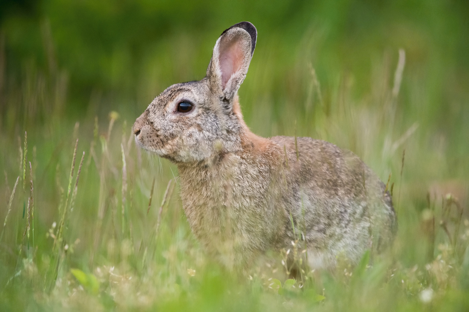 králík divoký (Oryctolagus cuniculus) European rabbit