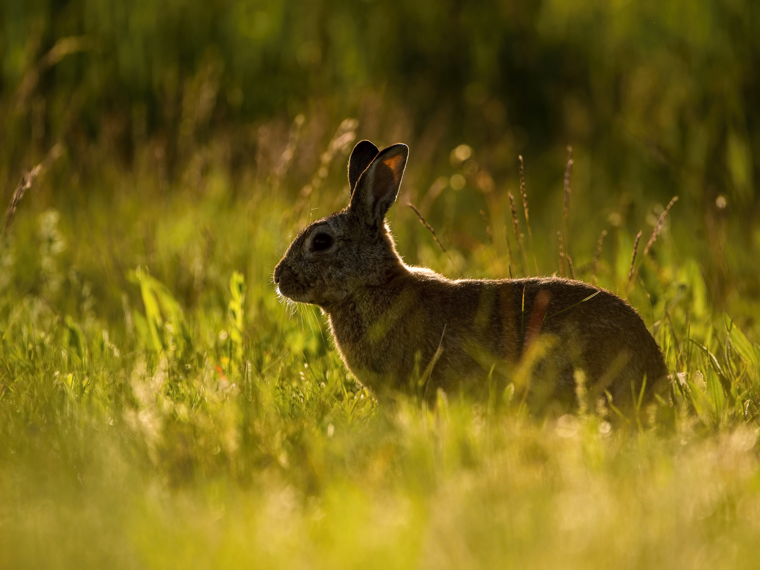 králík divoký (Oryctolagus cuniculus) European rabbit