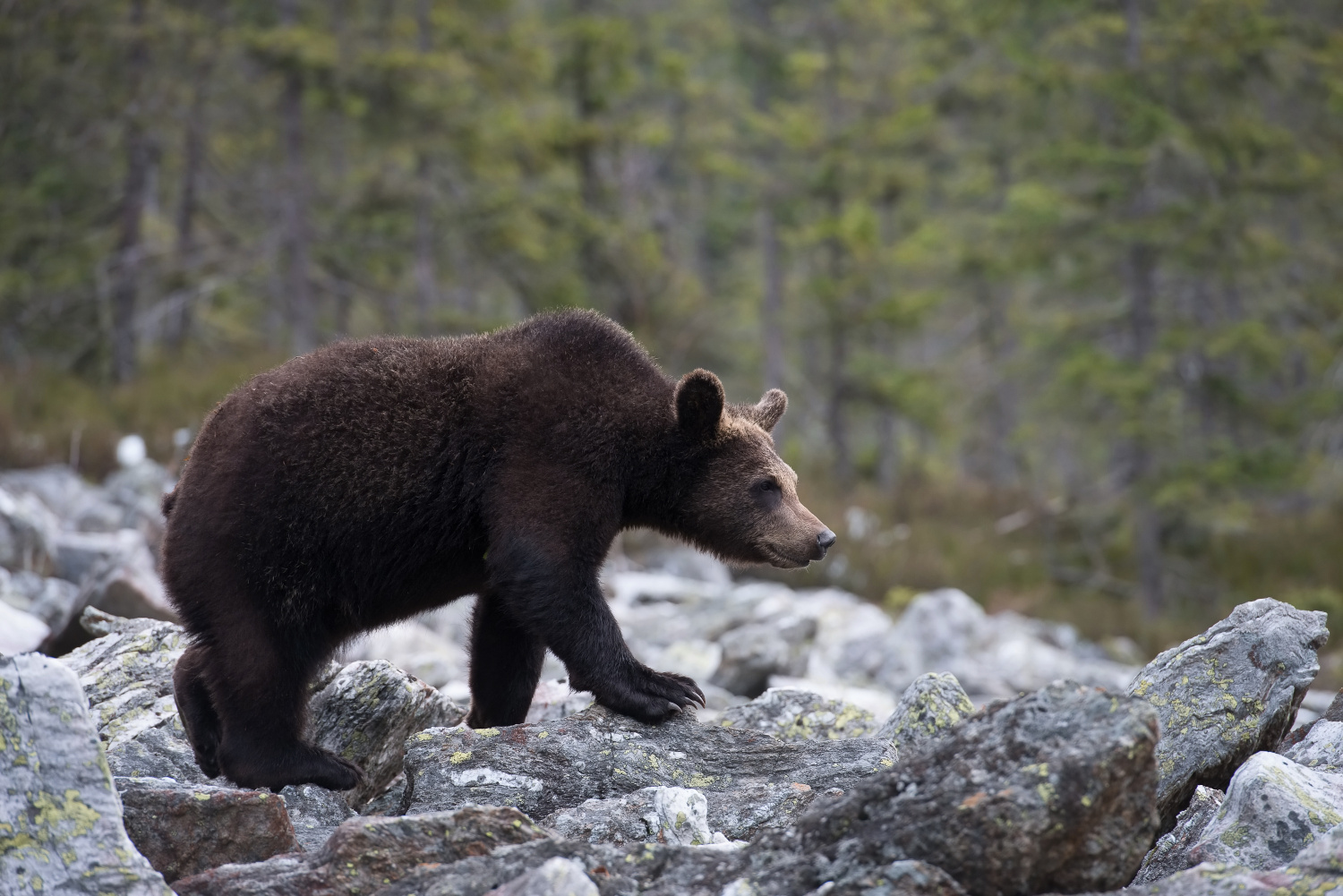 medvěd hnědý (Ursus arctos) Brown bear