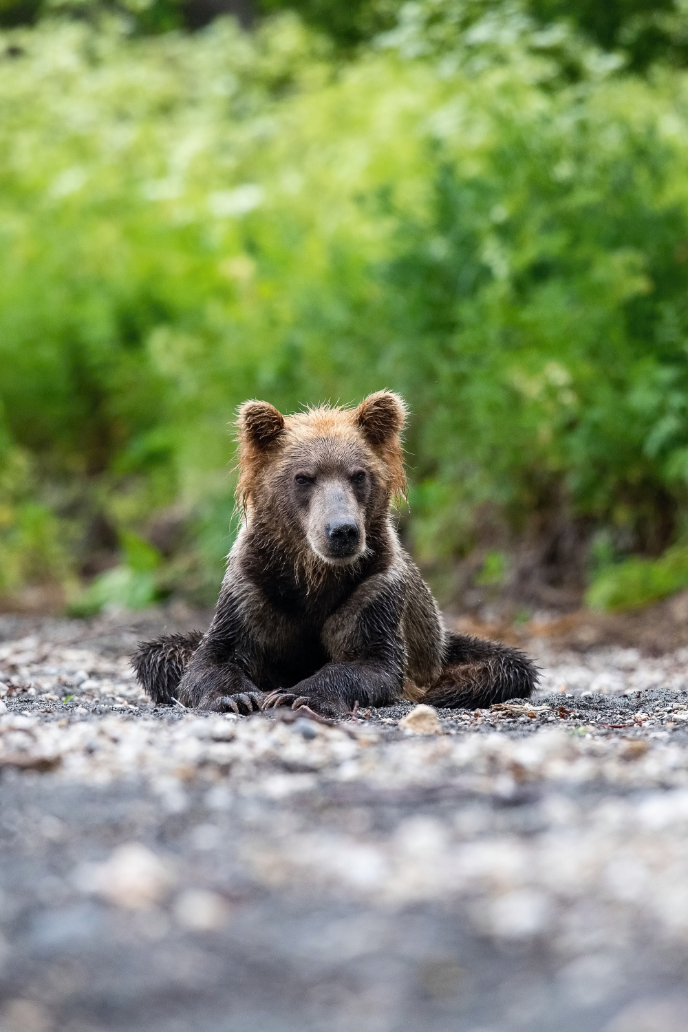 medvěd hnědý kamčatský (Ursus arctos beringianus) Kamchatka brown bear