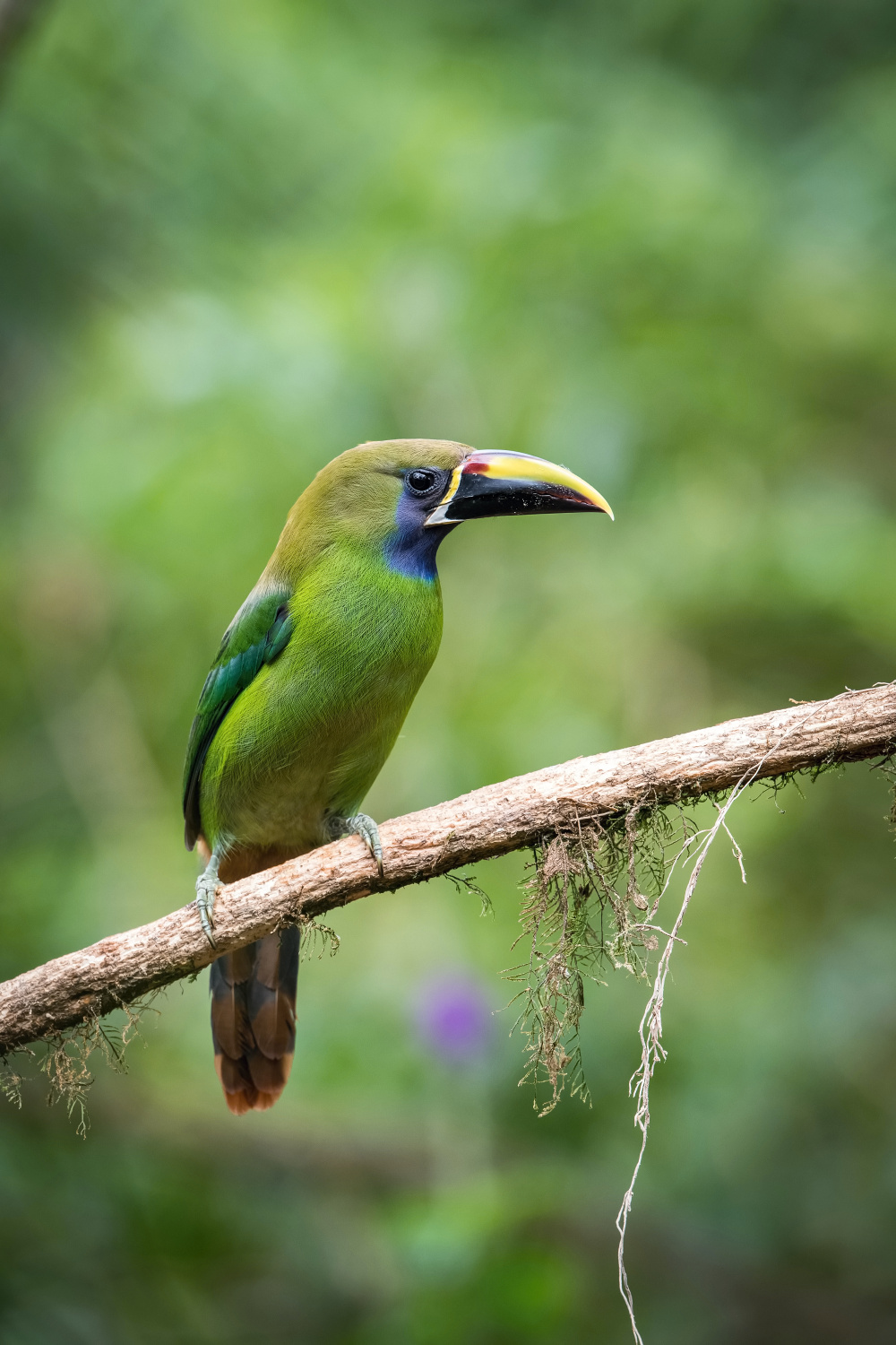 arassari smaragdový (Aulacorhynchus prasinus) Emerald toucanet