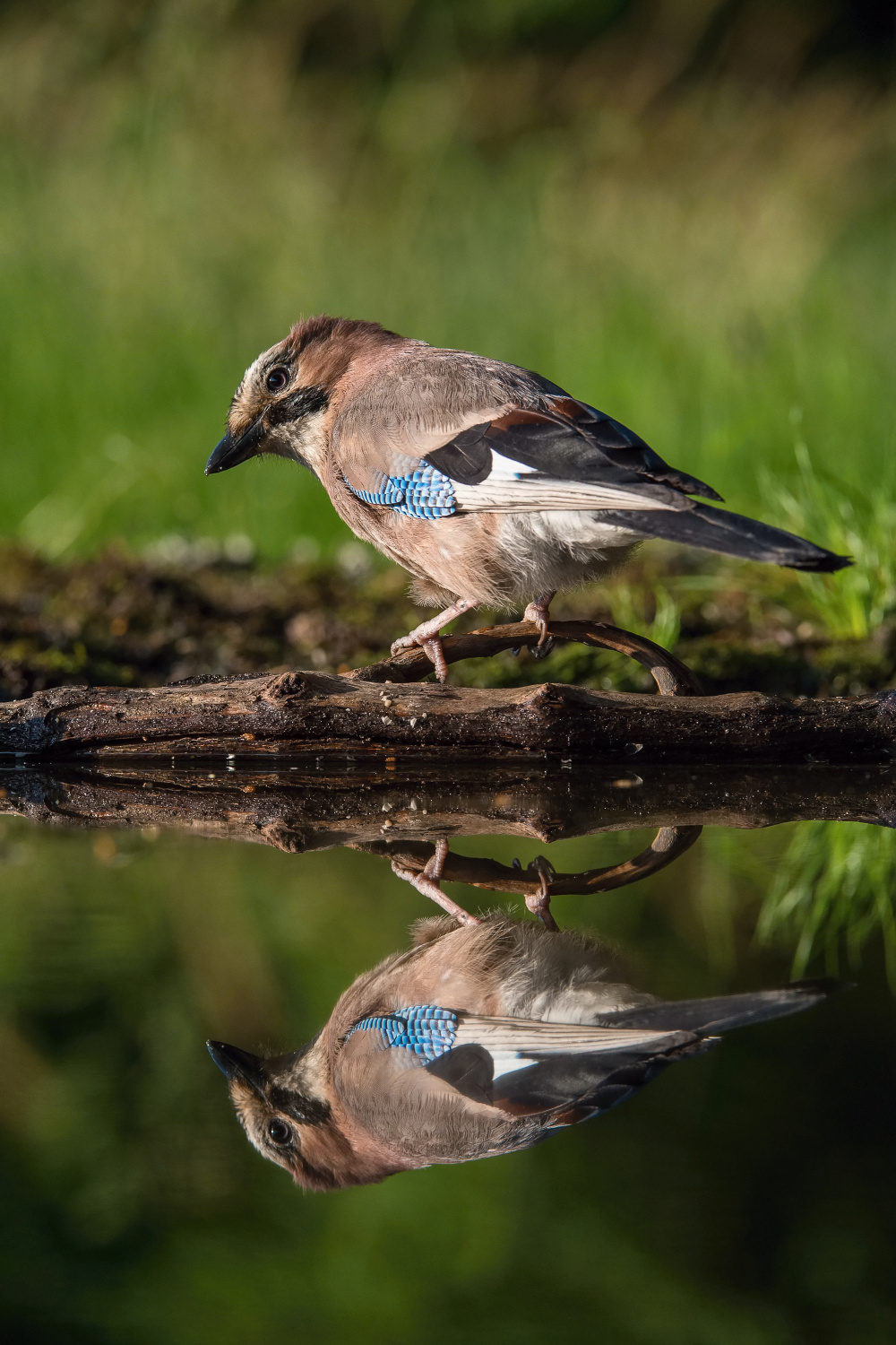 sojka obecná (Garrulus glandarius) Eurasian jay