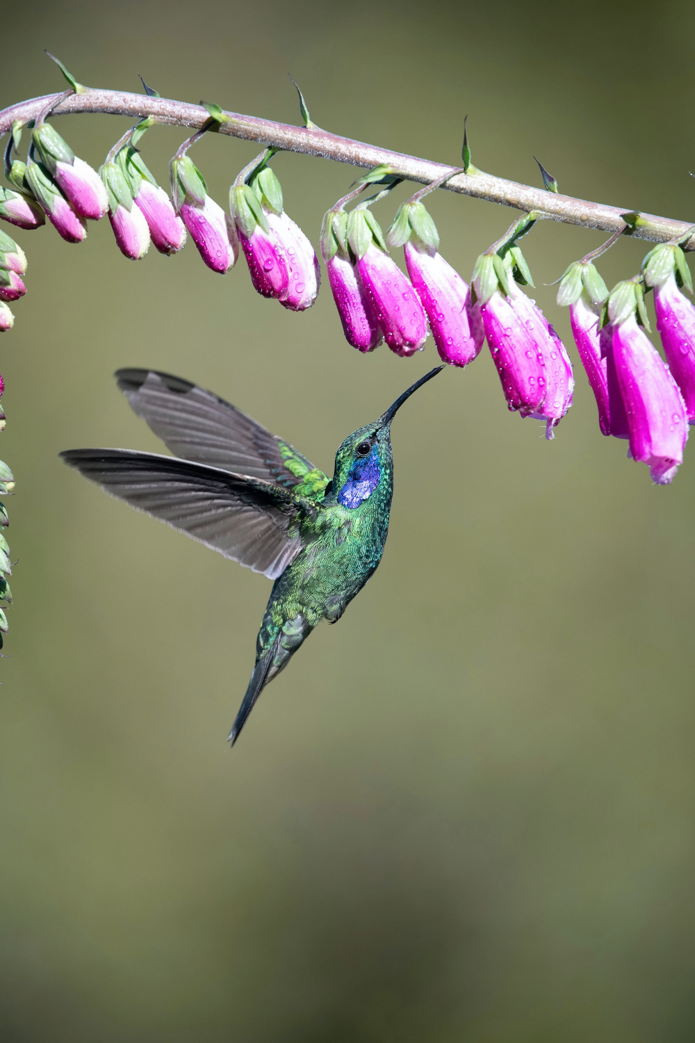 kolibřík zelený (Colibri thalassinus) Mexican violetear