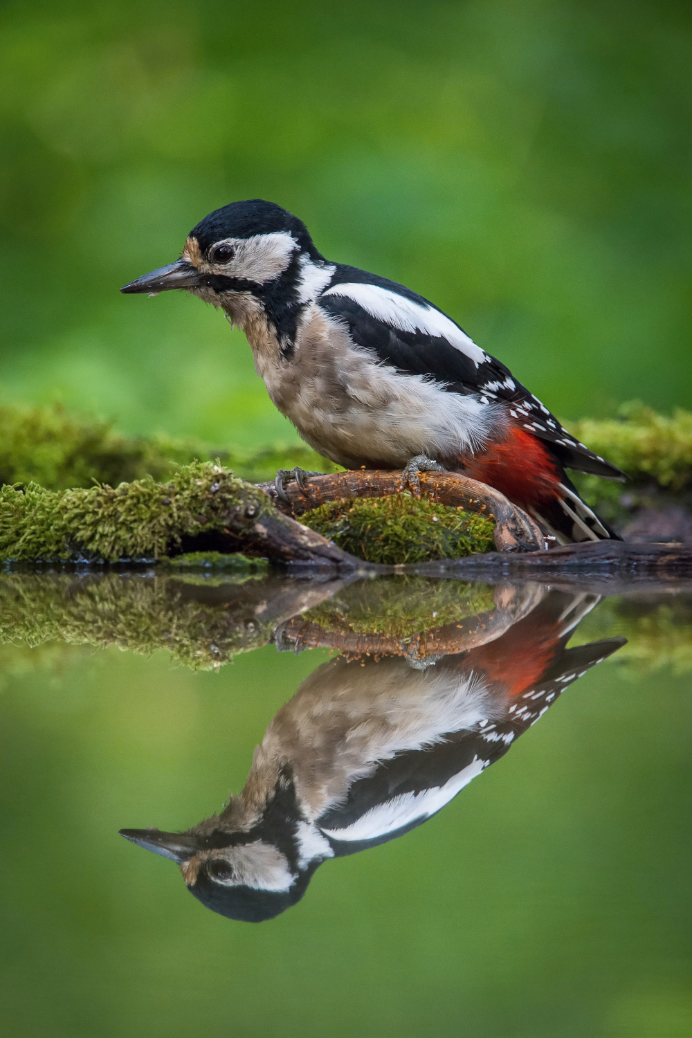 strakapoud velký (Dendrocopos major) Great spotted woodpecker