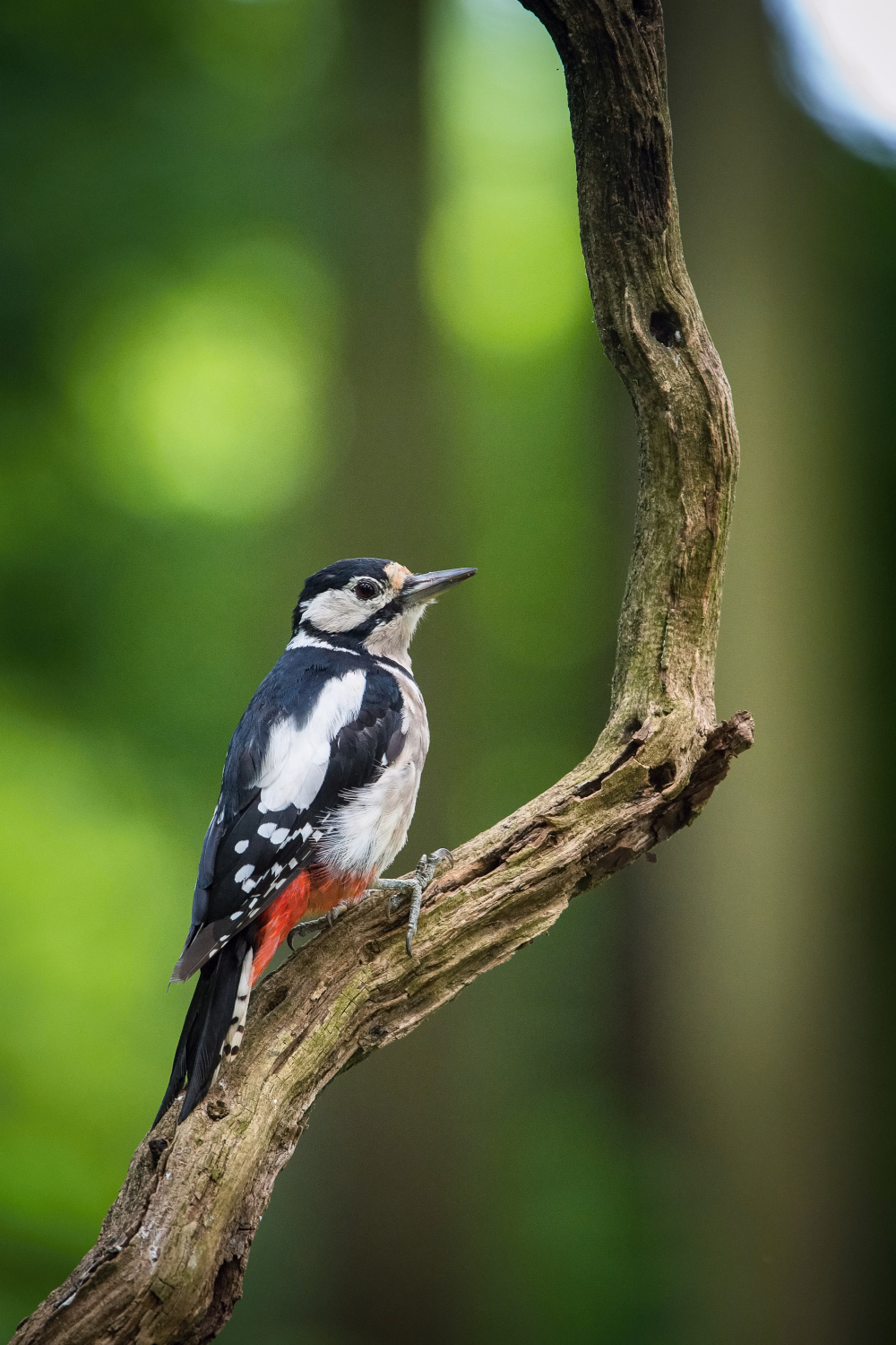 strakapoud velký (Dendrocopos major) Great spotted woodpecker