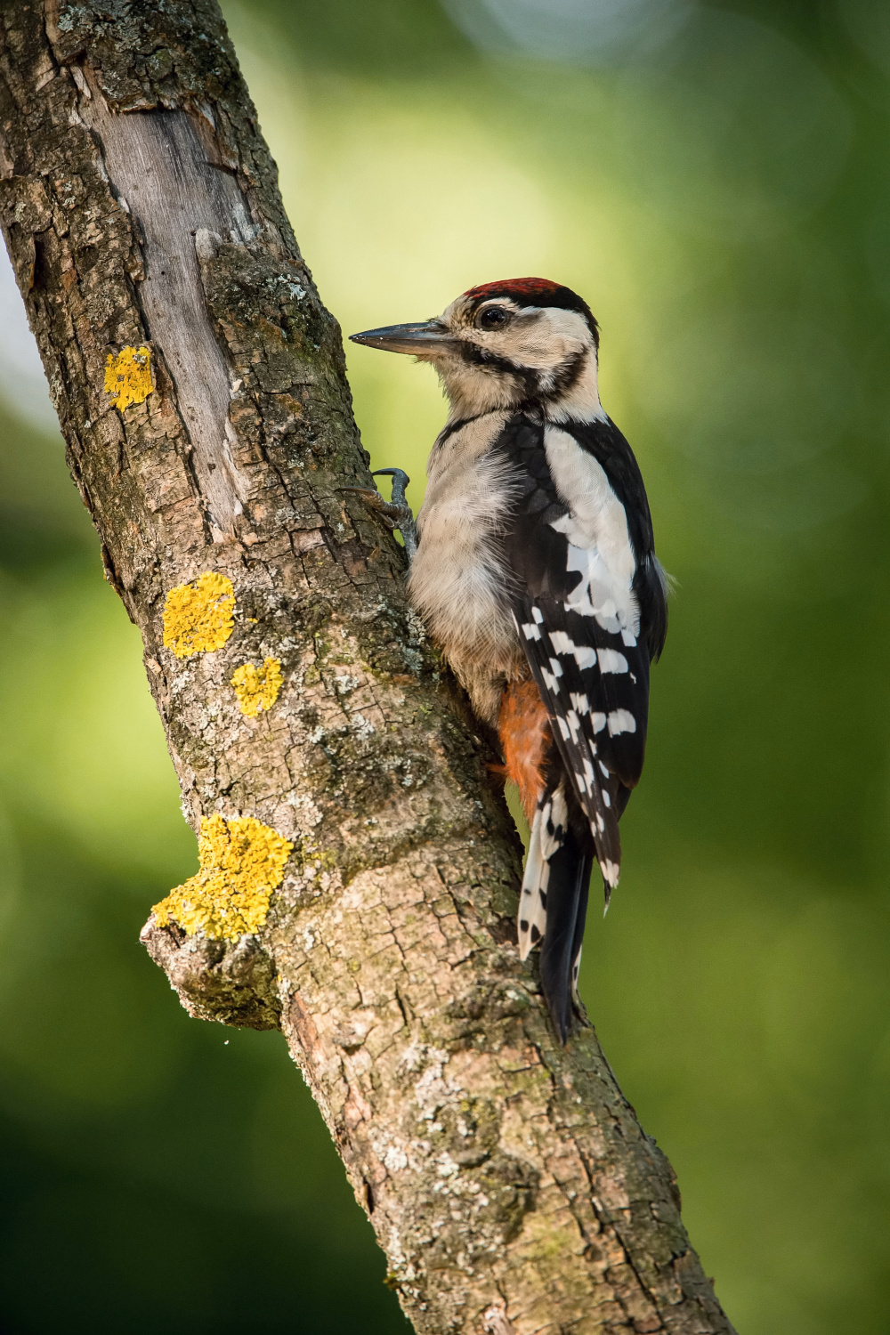 strakapoud velký (Dendrocopos major) Great spotted woodpecker