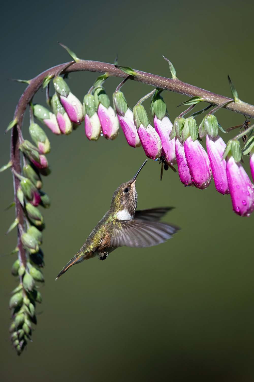 kolibřík vulkánový (Selasphorus flammula) Volcano hummingbird