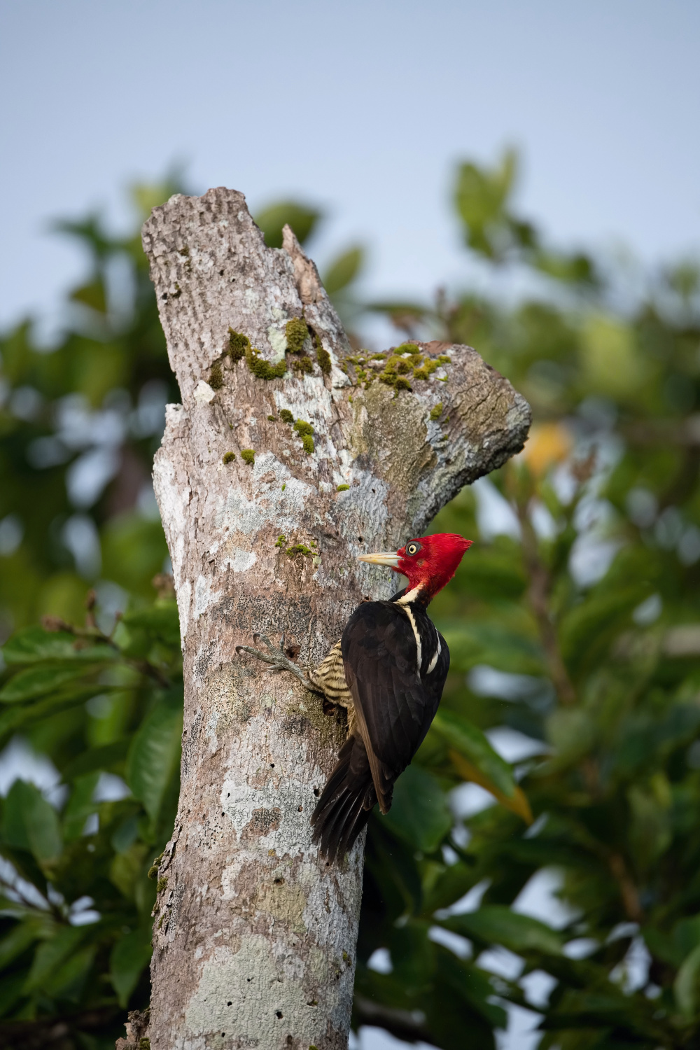 datel světlezobý (Campephilus guatemalensis) Pale-billed woodpecker