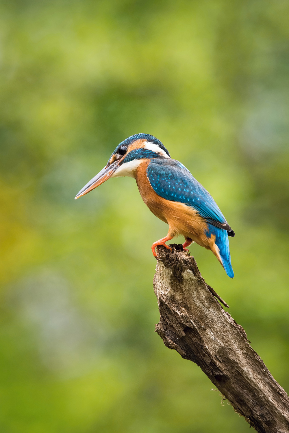 ledňáček říční (Alcedo atthis) Common kingfisher