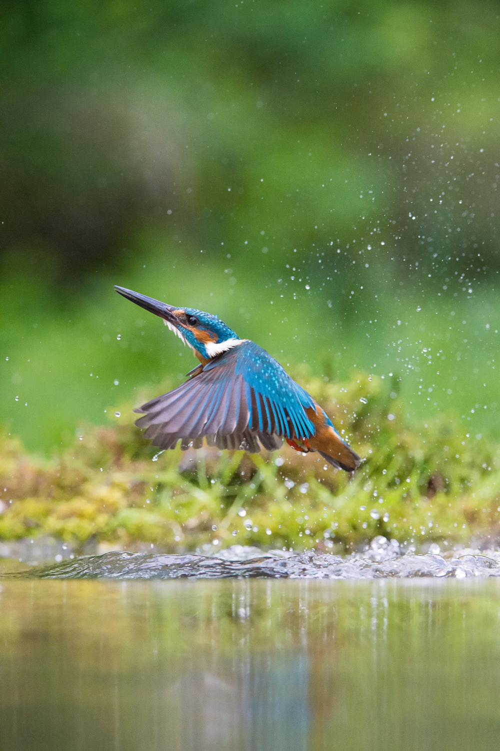 ledňáček říční (Alcedo atthis) Common kingfisher