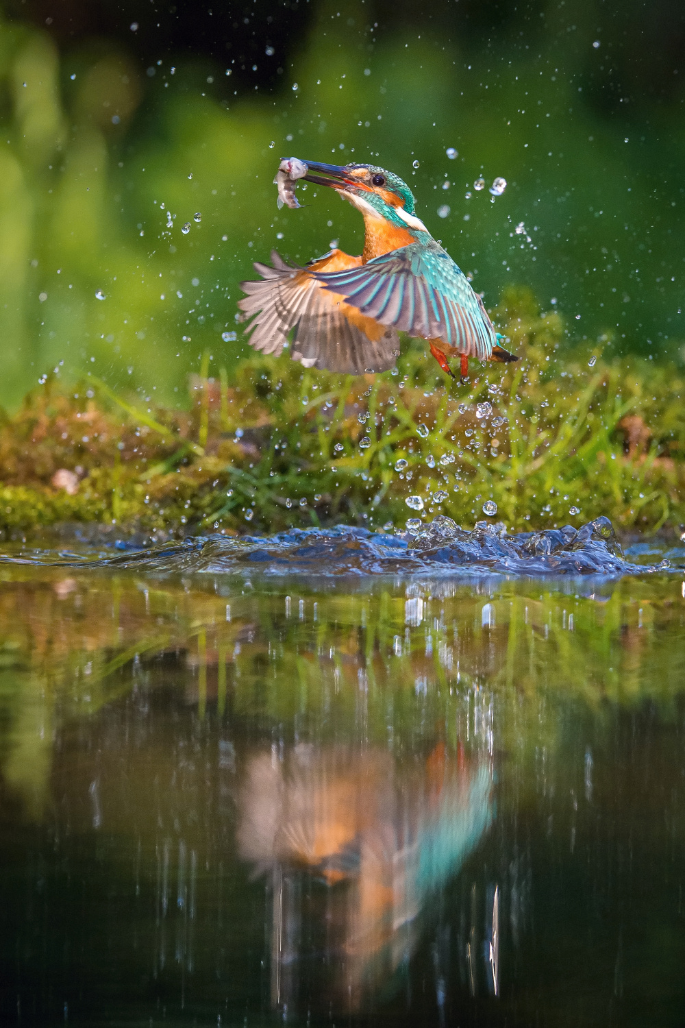 ledňáček říční (Alcedo atthis) Common kingfisher