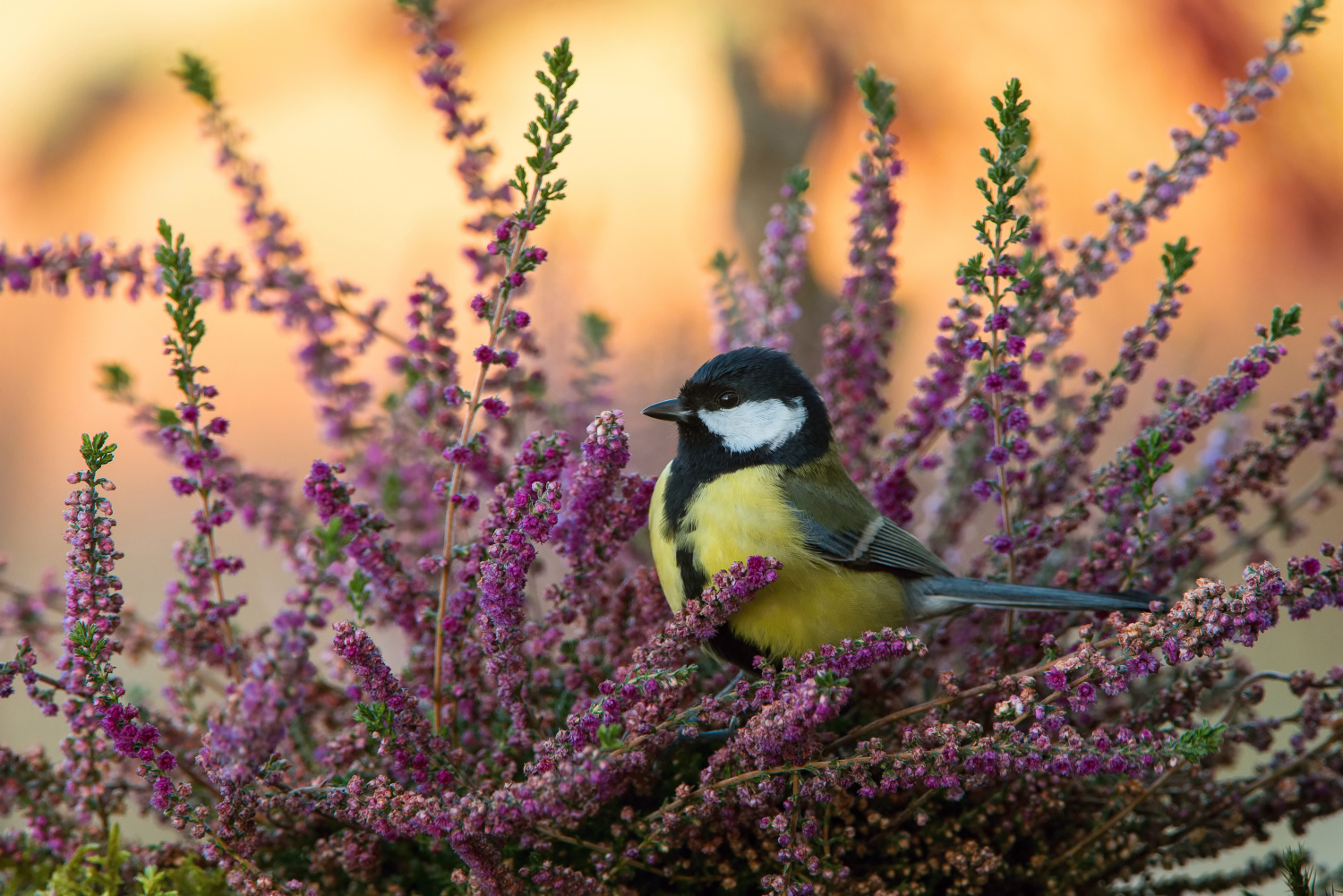 sýkora koňadra (Parus major) Great tit