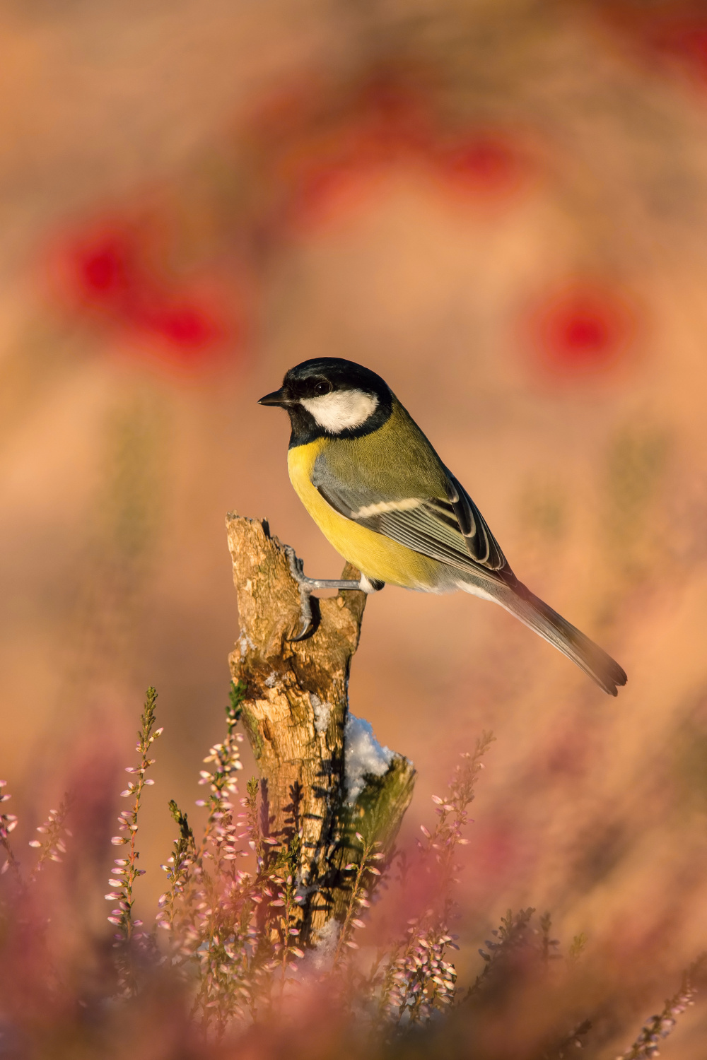 sýkora koňadra (Parus major) Great tit