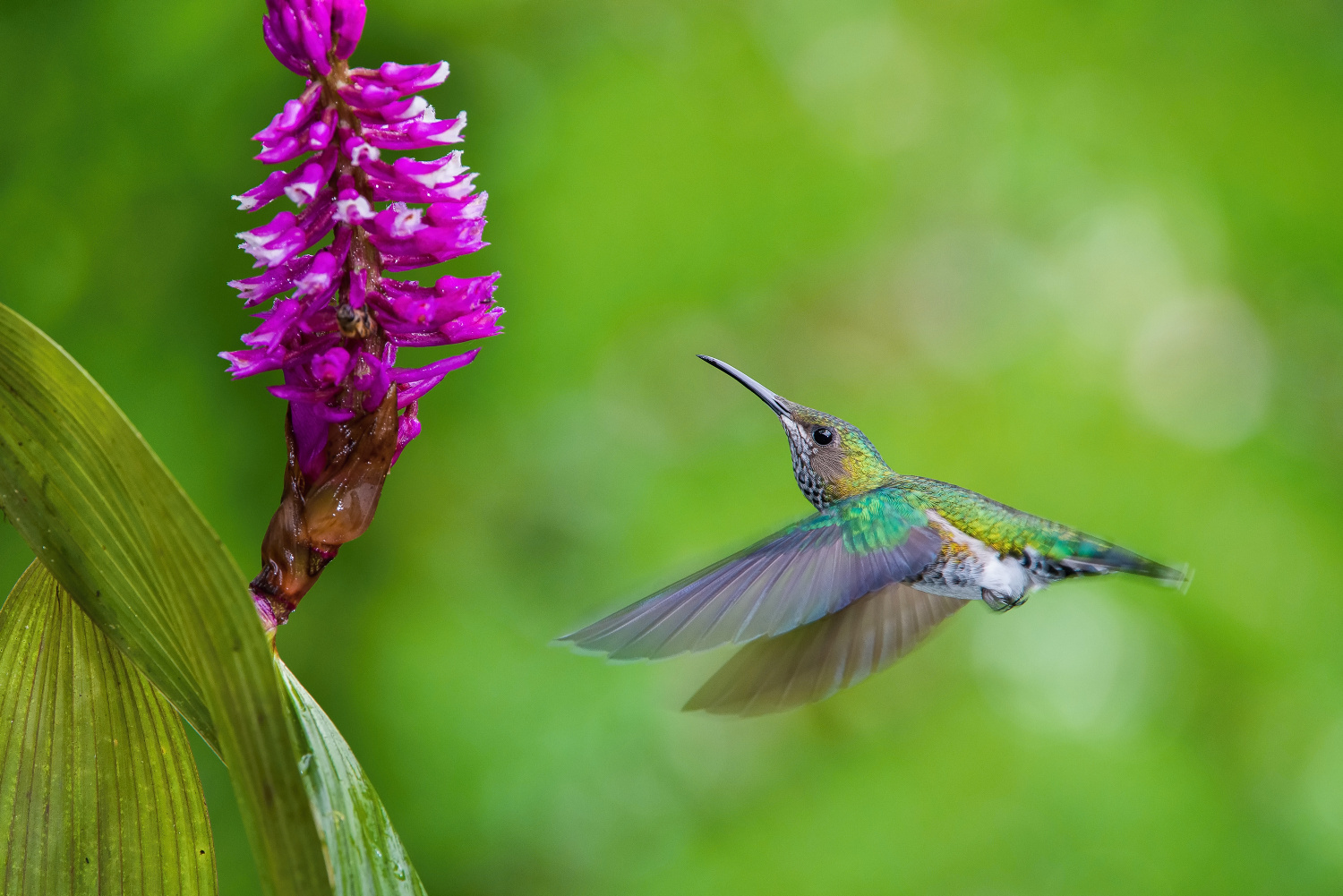 kolibřík bělokrký (Florisuga mellivora) White-necked jacobin