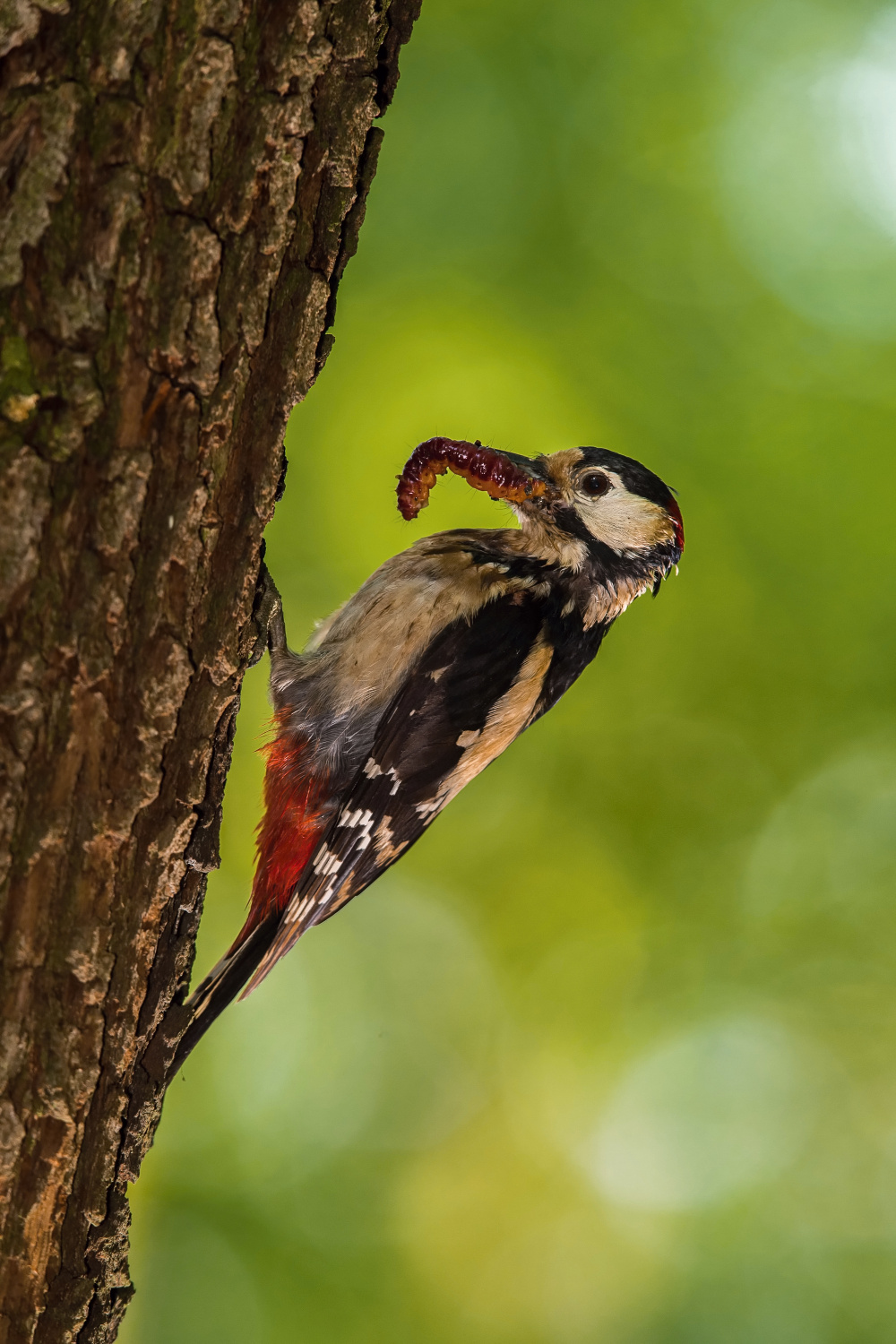 strakapoud velký (Dendrocopos major) Great spotted woodpecker