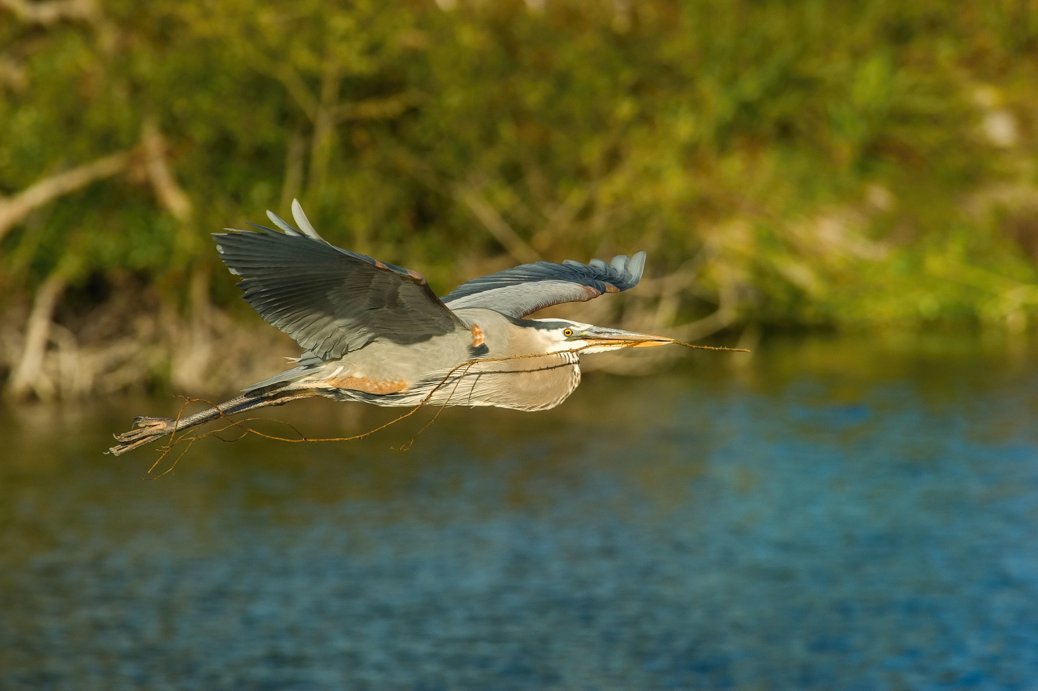 volavka velká (Ardea herodias) Great blue heron