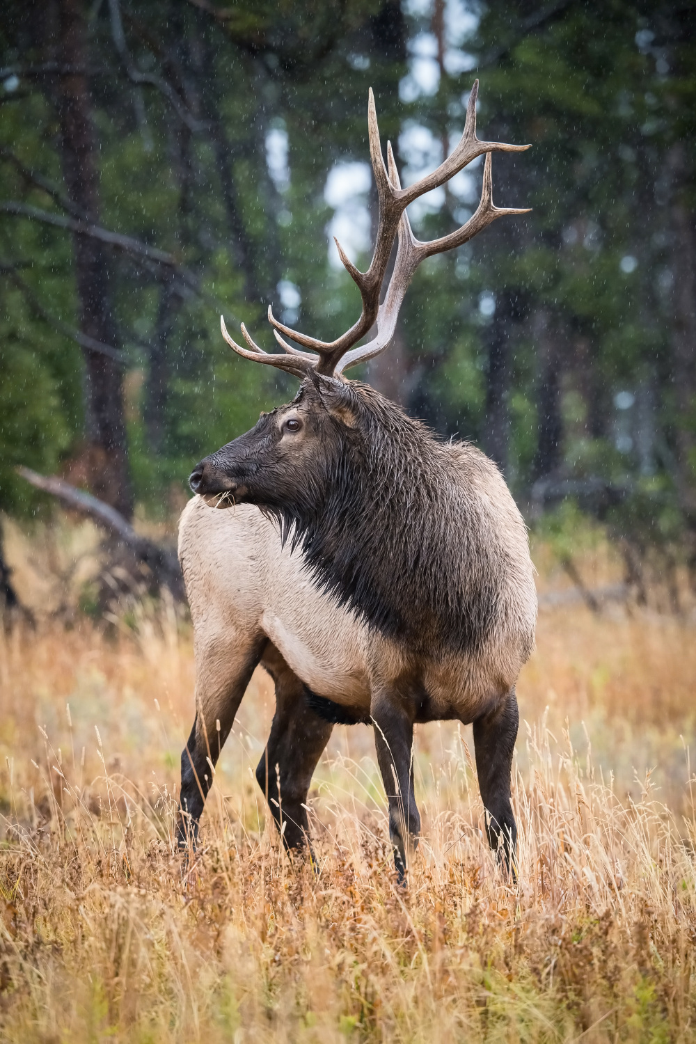 jelen wapiti (Cervus canadensis) Wapiti