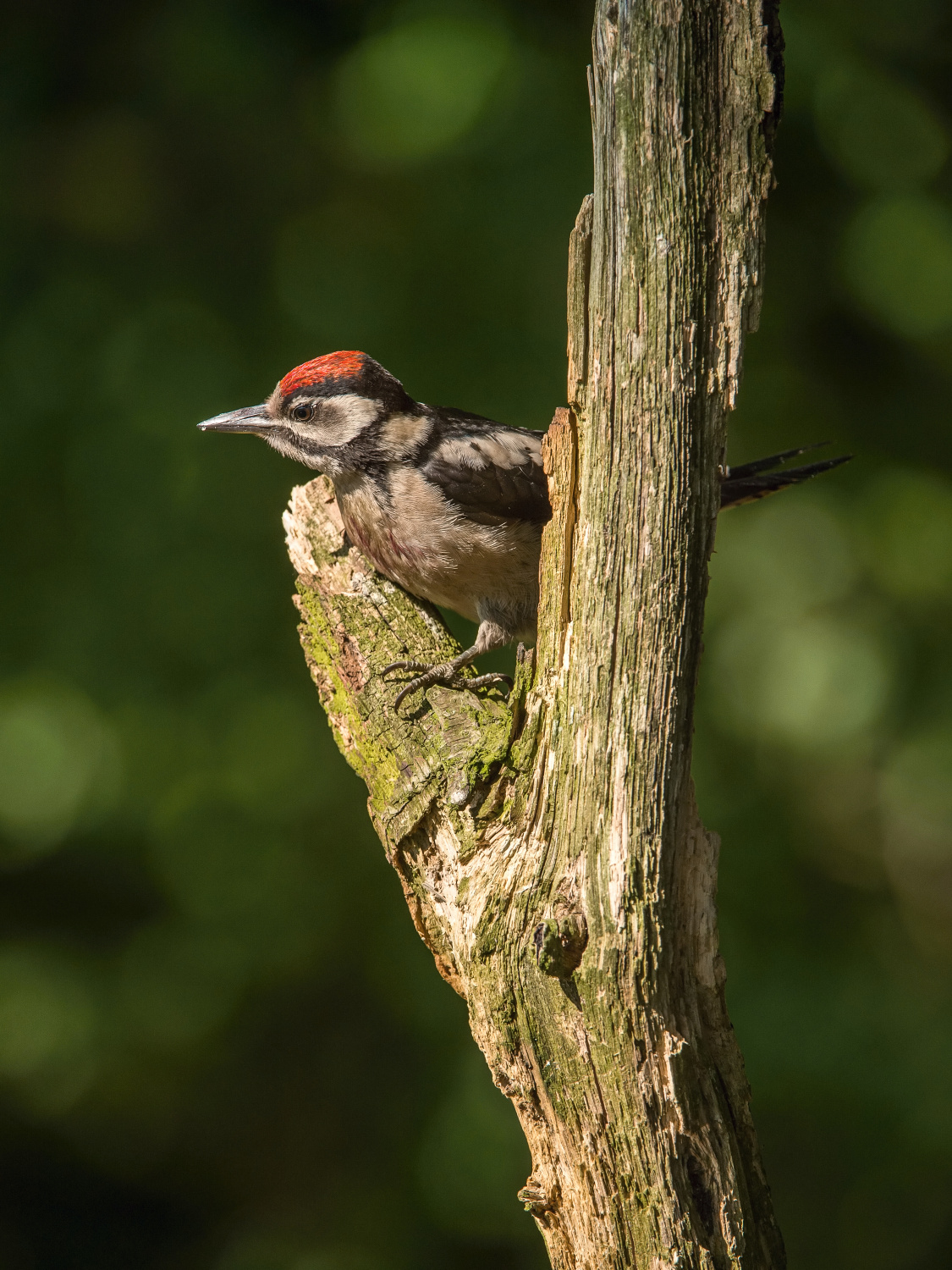 strakapoud velký (Dendrocopos major) Great spotted woodpecker