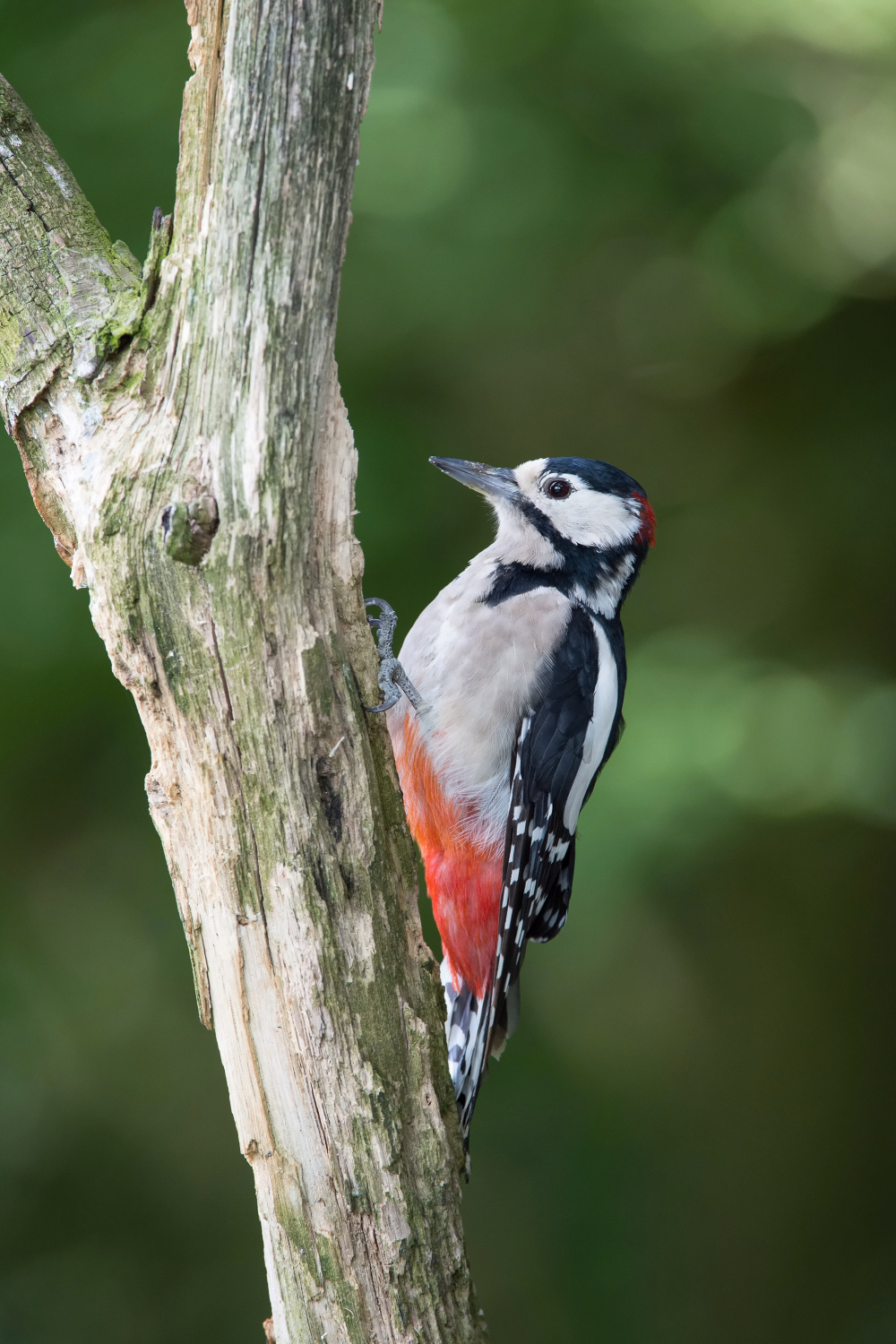 strakapoud velký (Dendrocopos major) Great spotted woodpecker