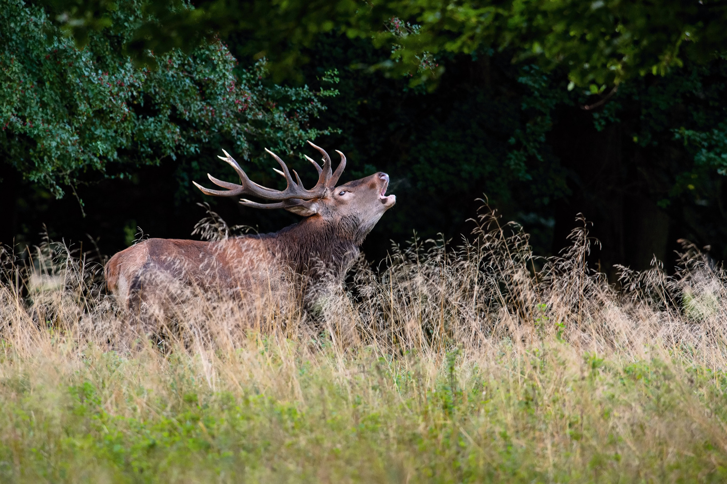 jelen lesní (Cervus elaphus) Red deer