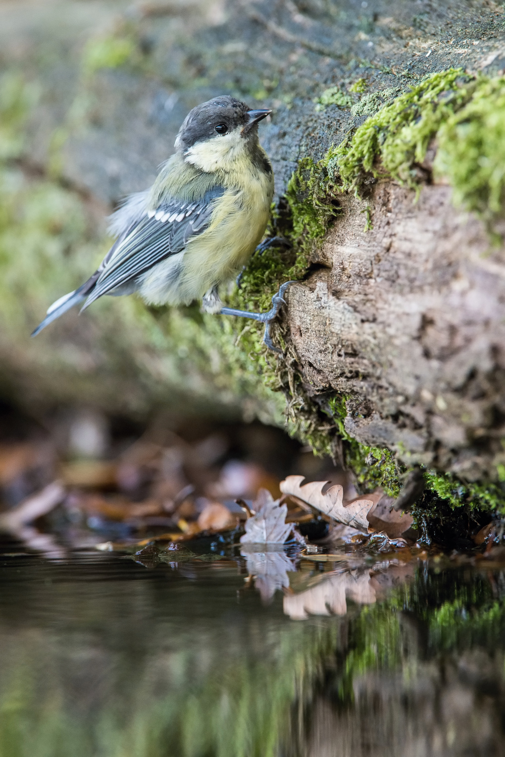 sýkora koňadra (Parus major) Great tit