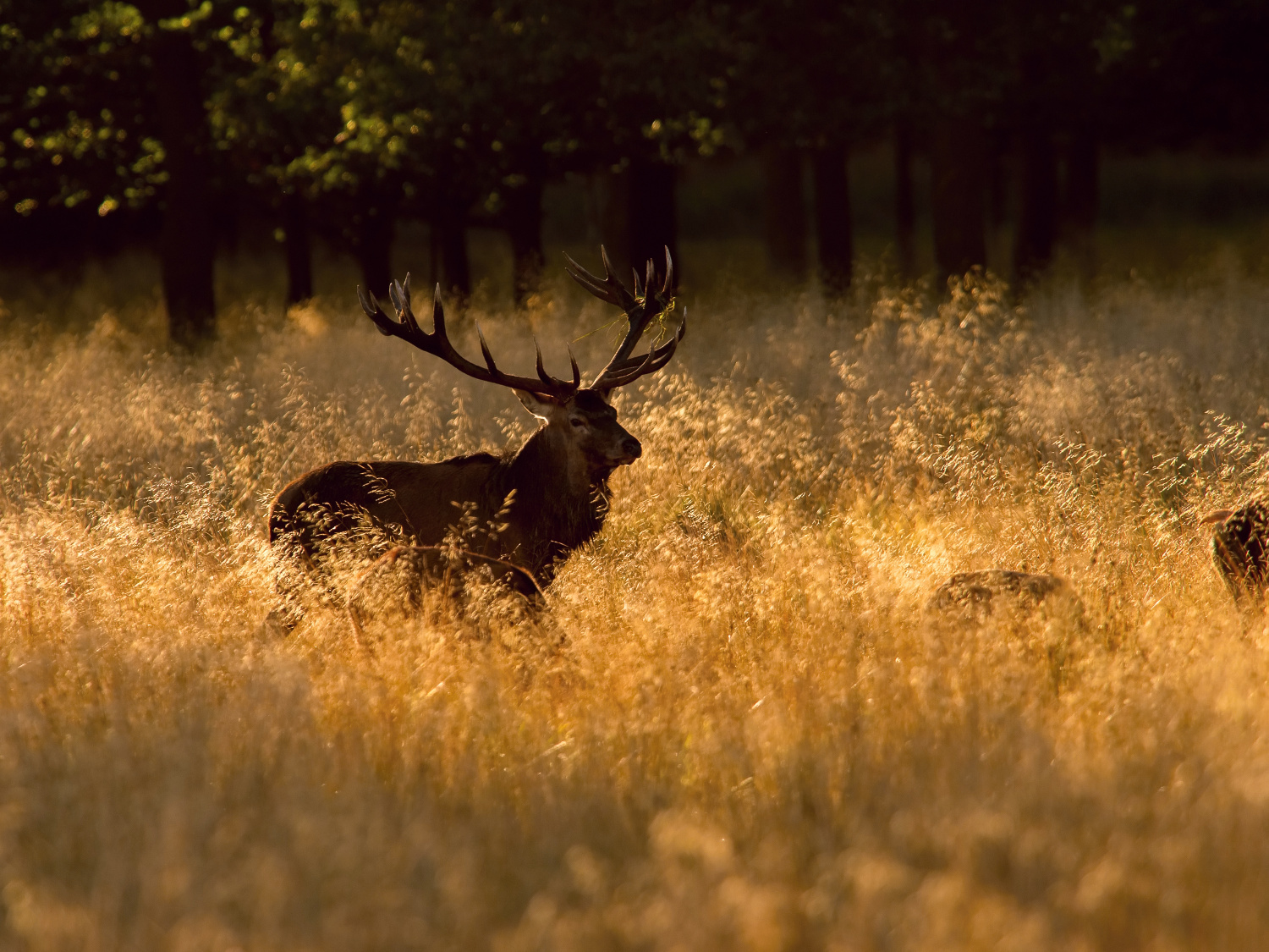 jelen lesní (Cervus elaphus) Red deer