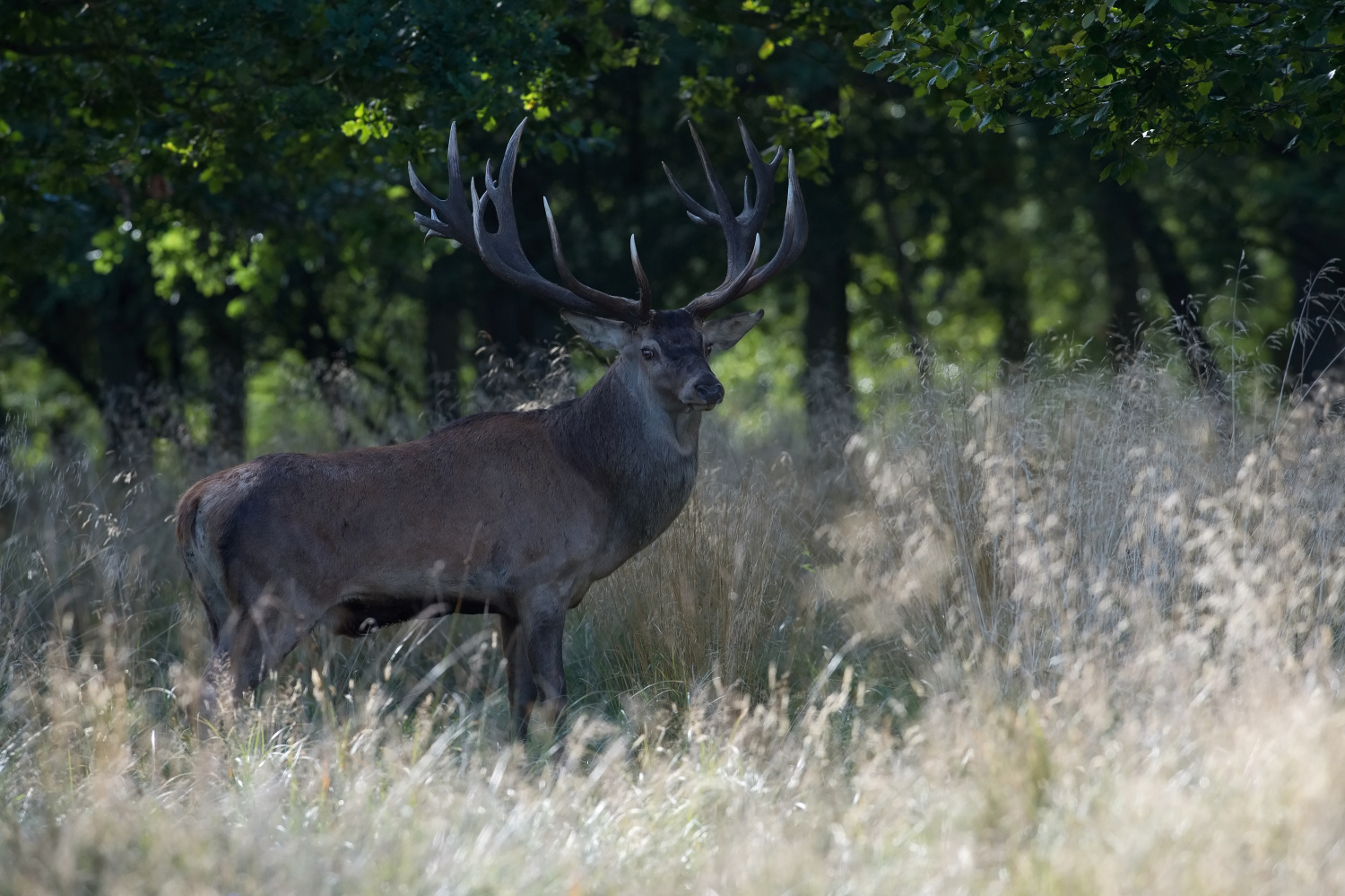 jelen lesní (Cervus elaphus) Red deer