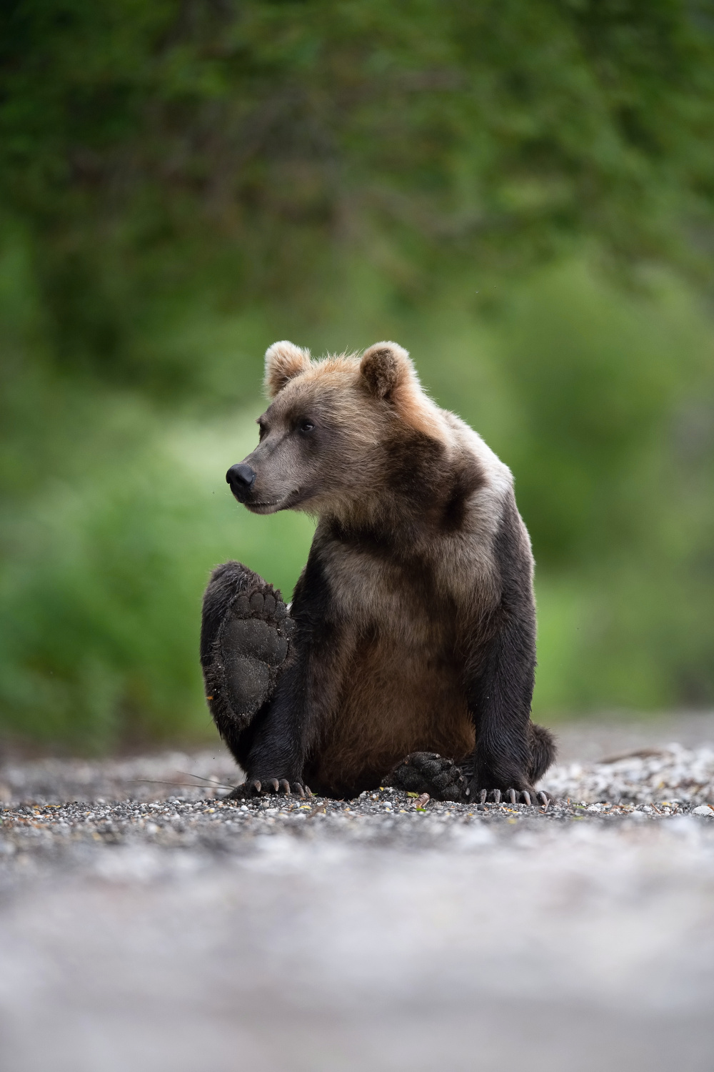 medvěd hnědý kamčatský (Ursus arctos beringianus) Kamchatka brown bear