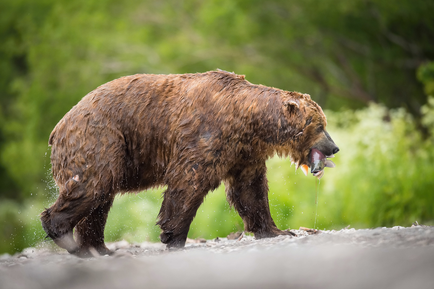 medvěd hnědý kamčatský (Ursus arctos beringianus) Kamchatka brown bear