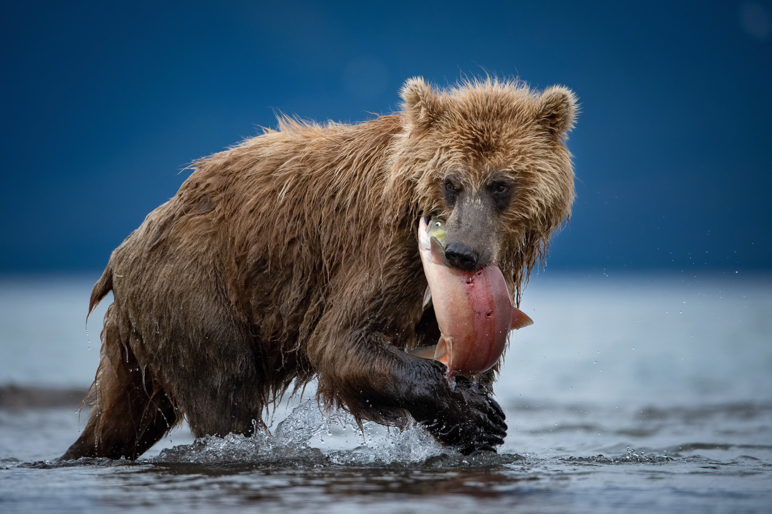 medvěd hnědý kamčatský (Ursus arctos beringianus) Kamchatka brown bear