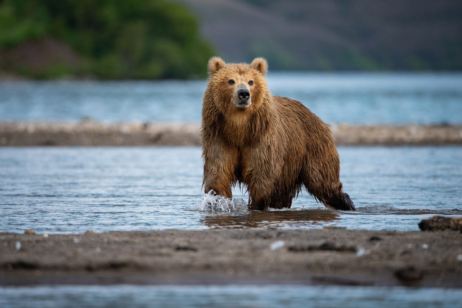 medvěd hnědý kamčatský (Ursus arctos beringianus) Kamchatka brown bear