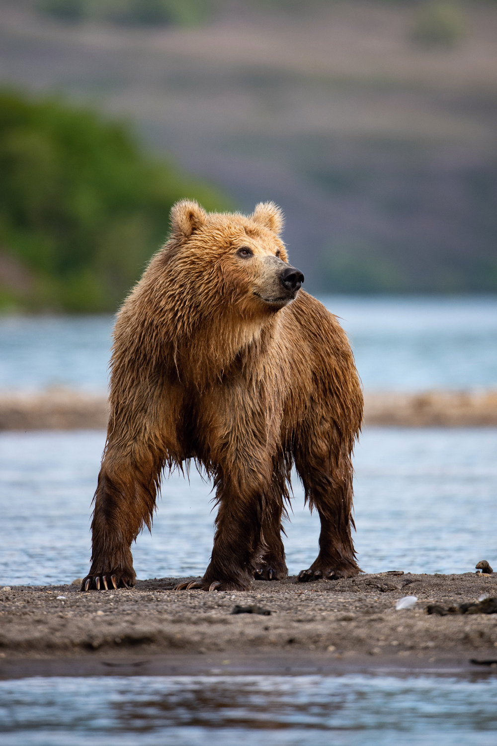 medvěd hnědý kamčatský (Ursus arctos beringianus) Kamchatka brown bear