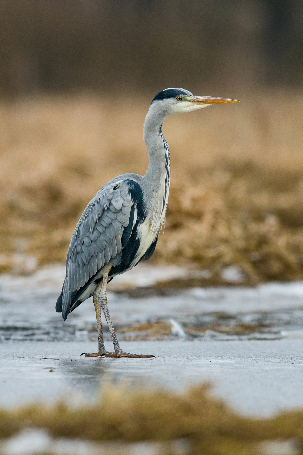 volavka popelavá (Ardea cinerea) Grey heron