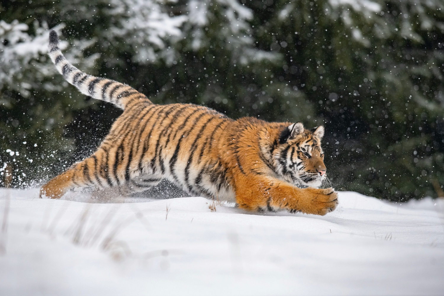 tygr ussurijský (Panthera tigris altaica) Siberian tiger