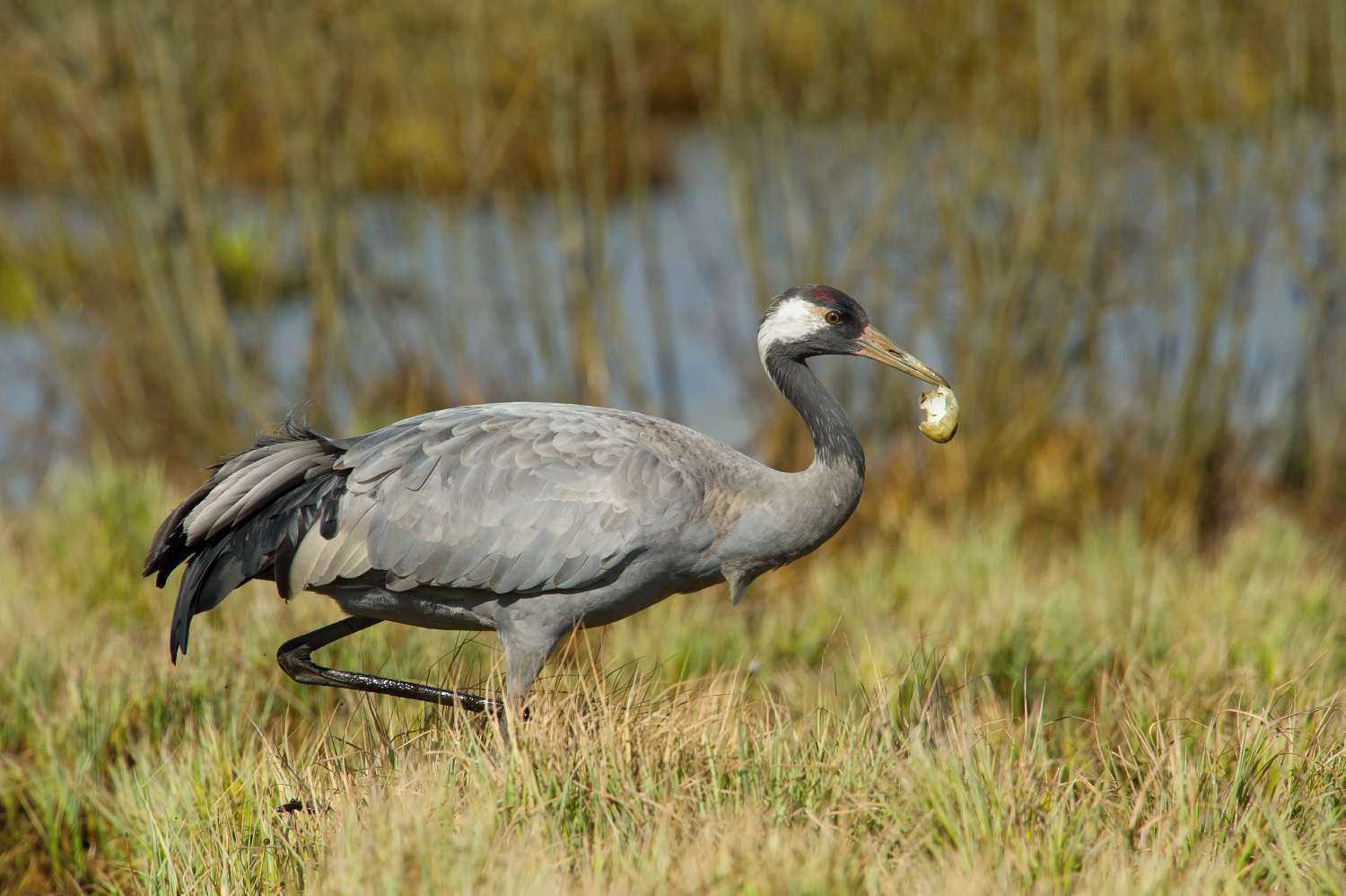 jeřáb popelavý (Grus grus) Common crane