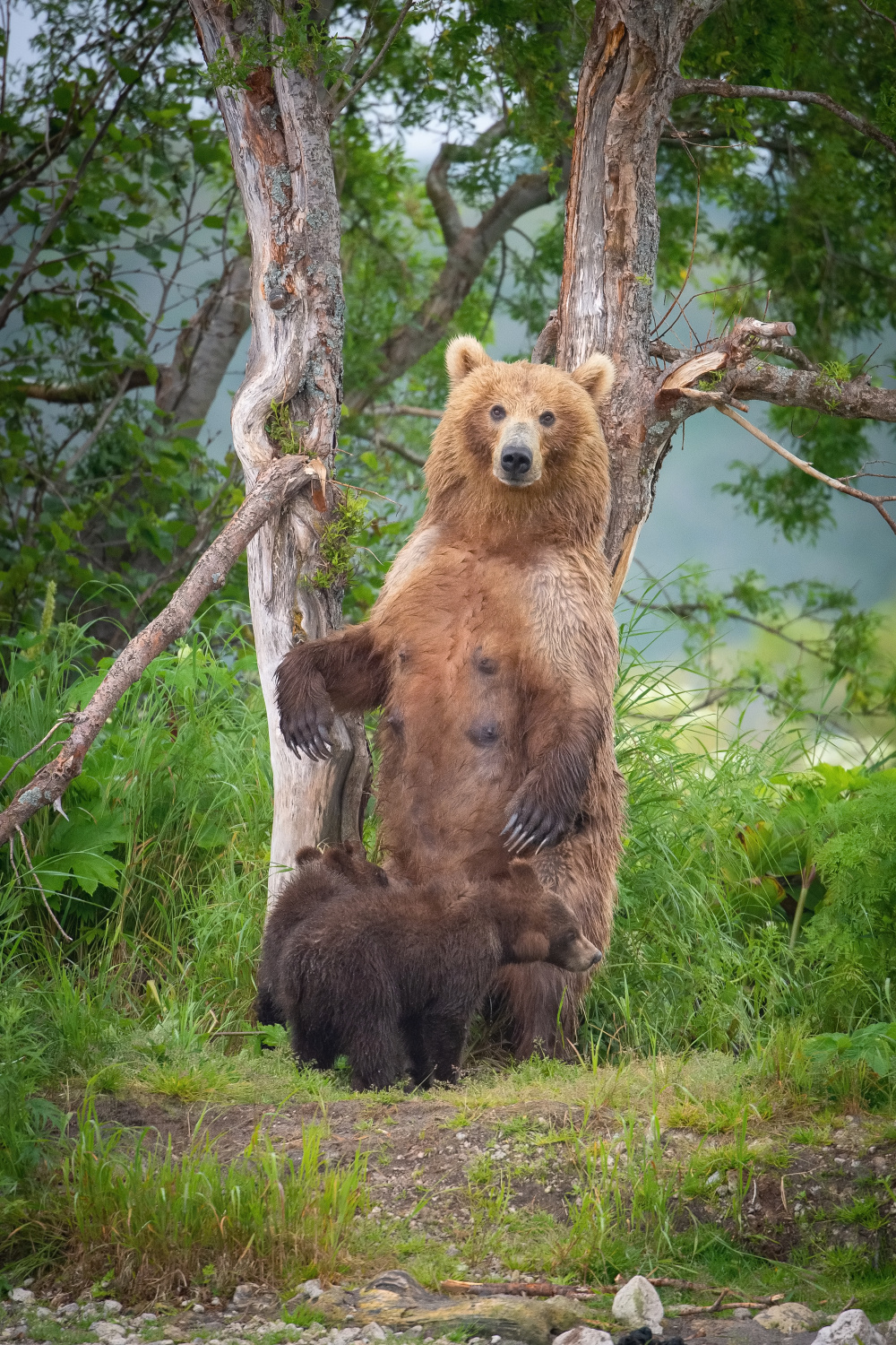 medvěd hnědý kamčatský (Ursus arctos beringianus) Kamchatka brown bear