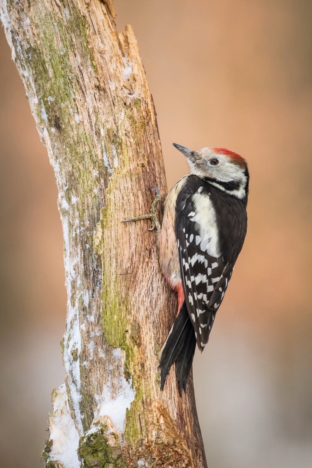 strakapoud prostřední (Dendrocopos medius) Middle spotted woodpecker