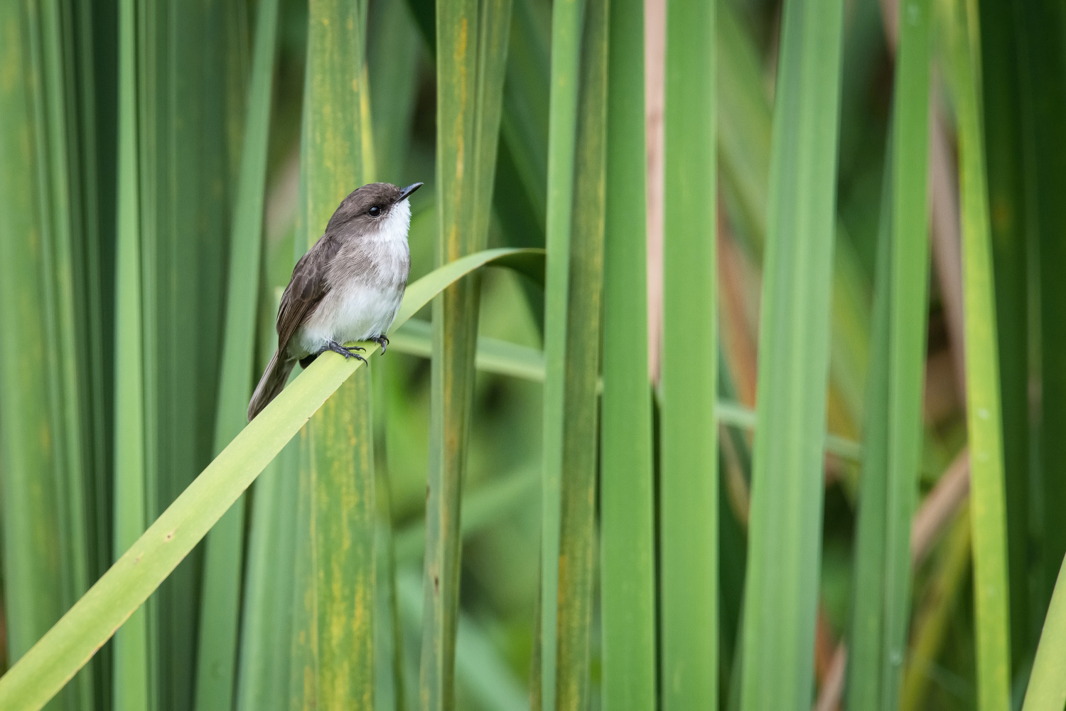 lejsek bažinný (Muscicapa aquatica) Swamp flycatcher