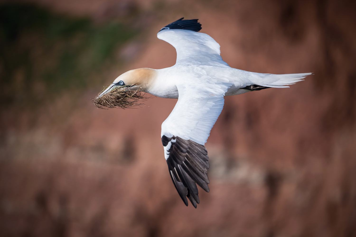 terej bílý (Morus bassanus) Northern gannet